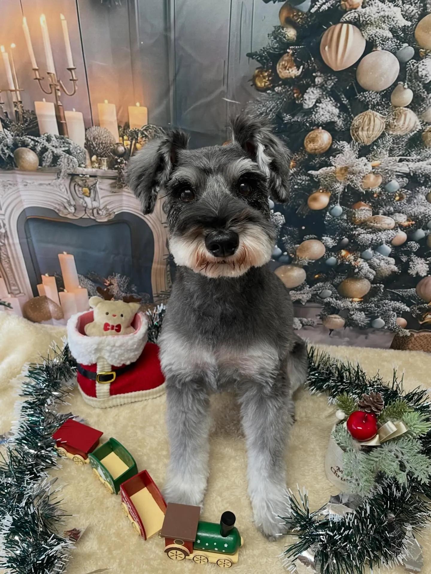 🍃今日のトリミング🍃プードル🐶シュナウザー🐶|名東区・千種区...