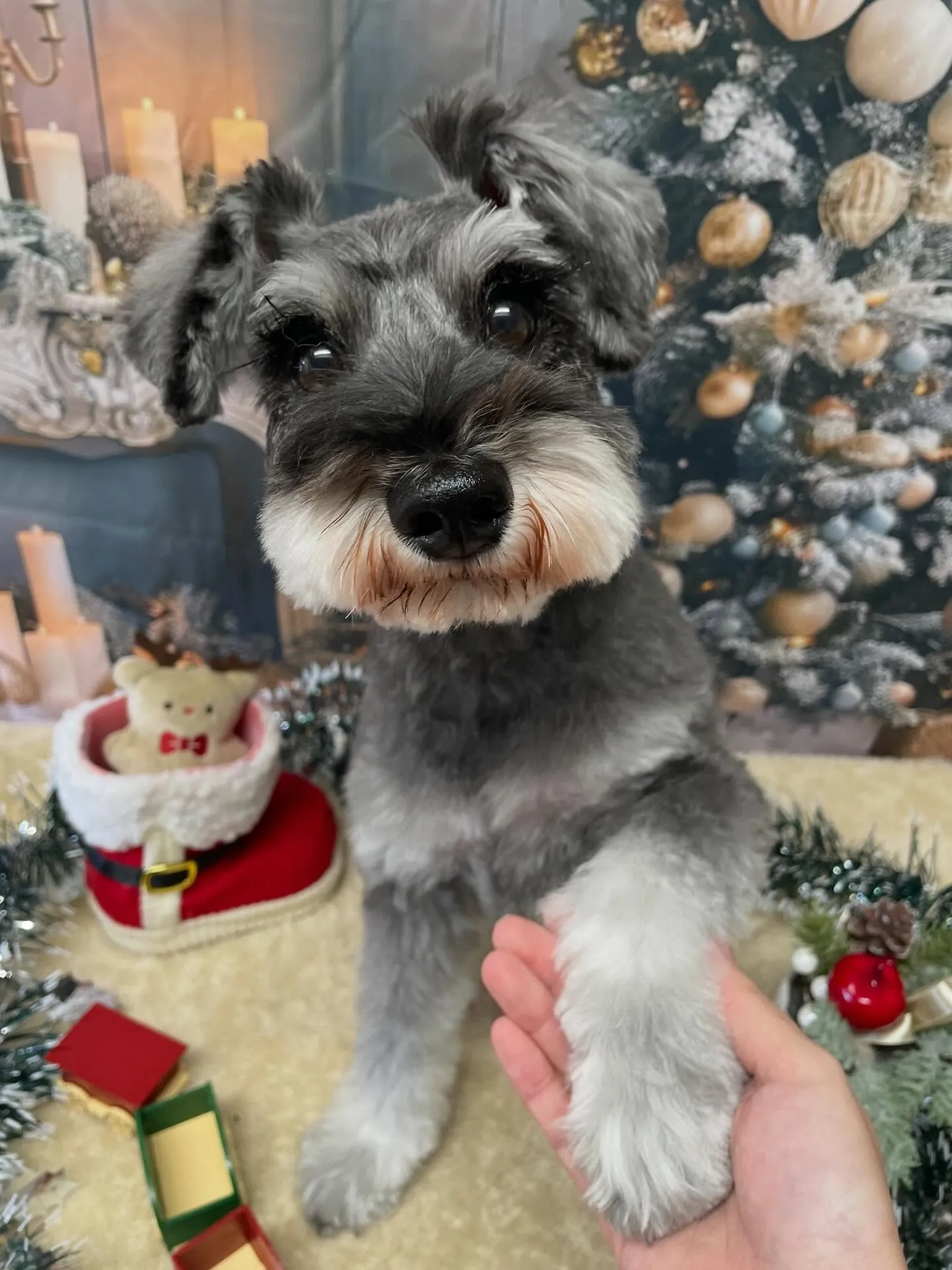 🍃今日のトリミング🍃プードル🐶シュナウザー🐶|名東区・千種区...