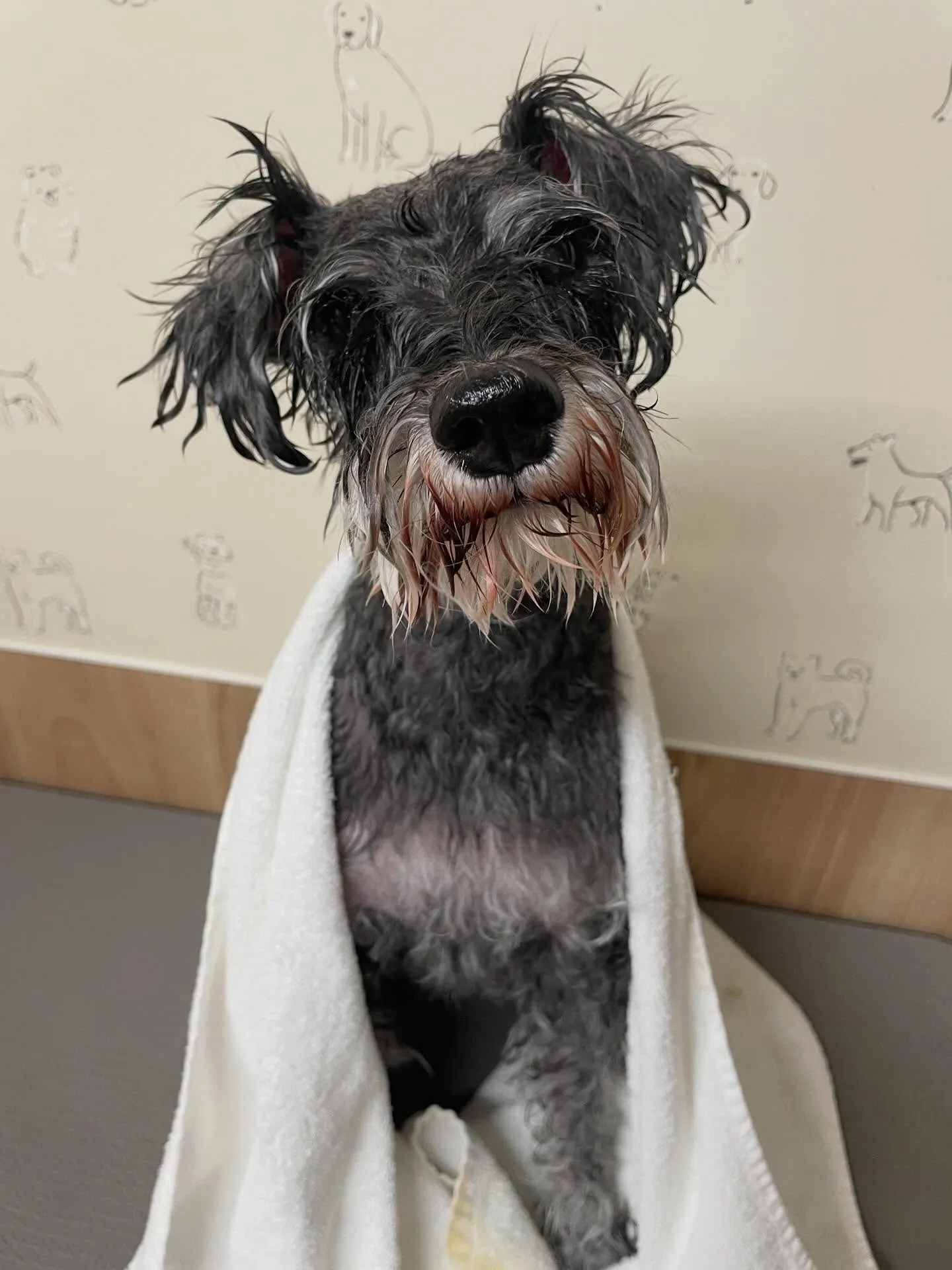 🍃今日のトリミング🍃プードル🐶シュナウザー🐶|名東区・千種区...