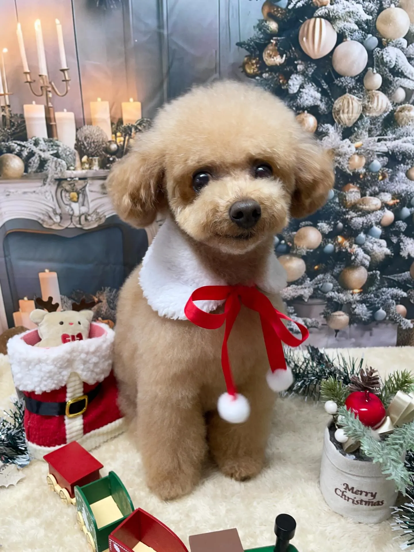 🍃今日のトリミング🍃プードル🐶|名東区・千種区・守山区の動物...