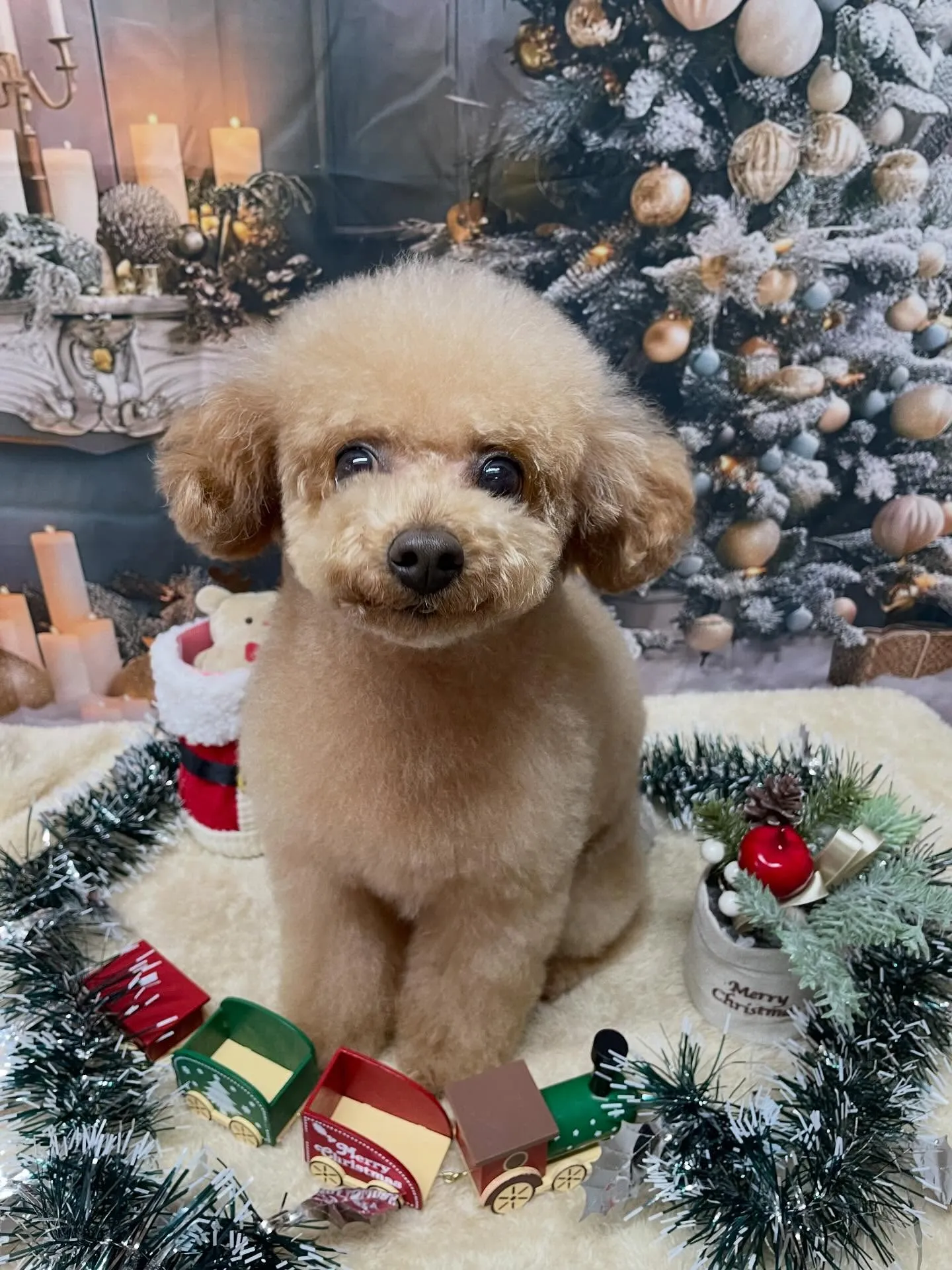 🍃今日のトリミング🍃プードル🐶｜名東区・千種区・守山区の動物...