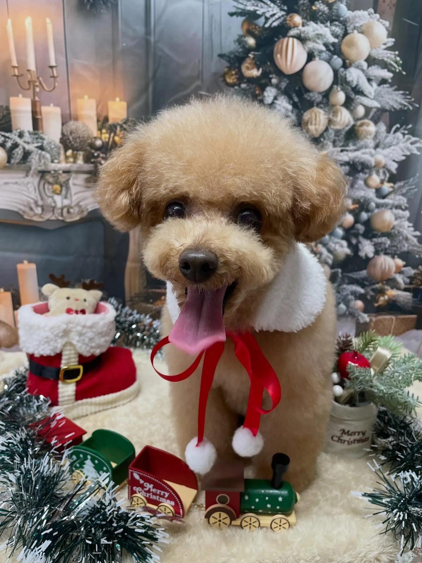 🍃今日のトリミング🍃プードル🐶｜名東区・千種区・守山区の動物...