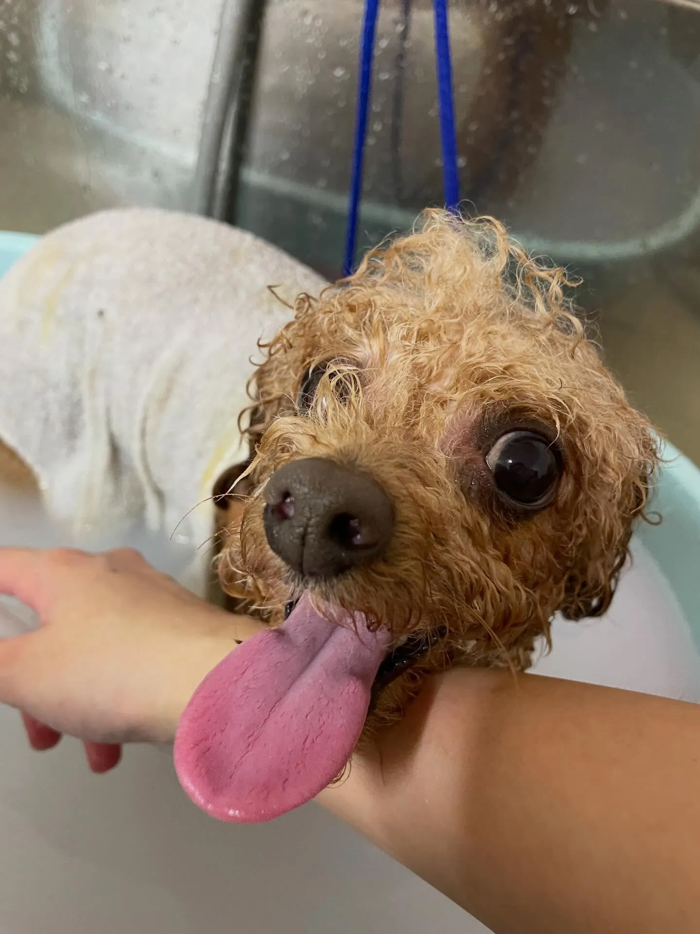 🍃今日のトリミング🍃プードル🐶｜名東区・千種区・守山区の動物...
