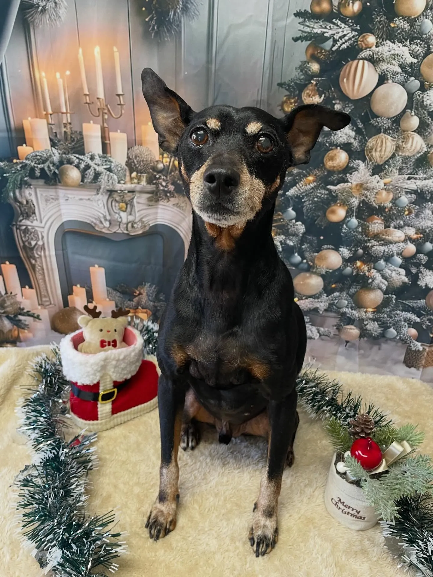 🍃今日のトリミング🍃ミニチュアピンシャー 🐶｜名東区・千種区...