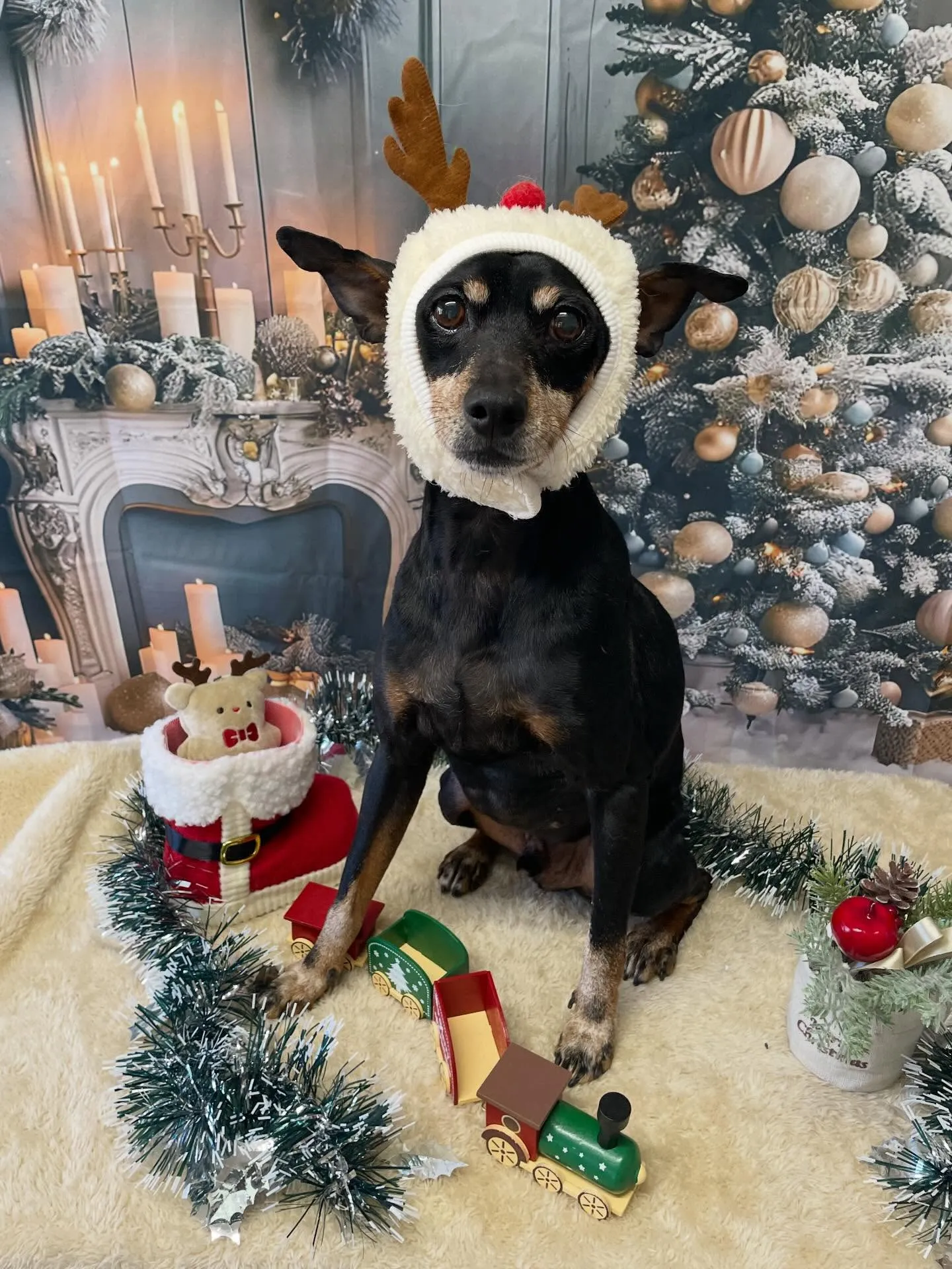 🍃今日のトリミング🍃ミニチュアピンシャー 🐶｜名東区・千種区...