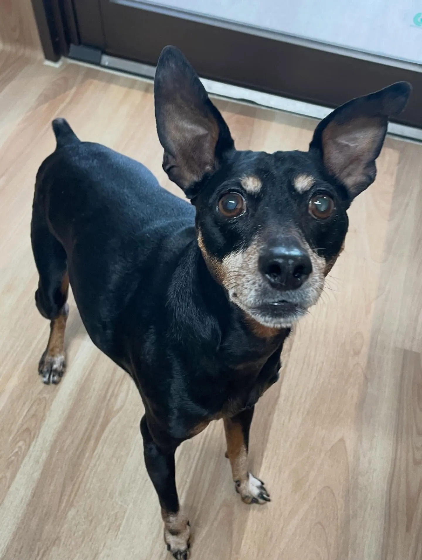 🍃今日のトリミング🍃ミニチュアピンシャー 🐶｜名東区・千種区...