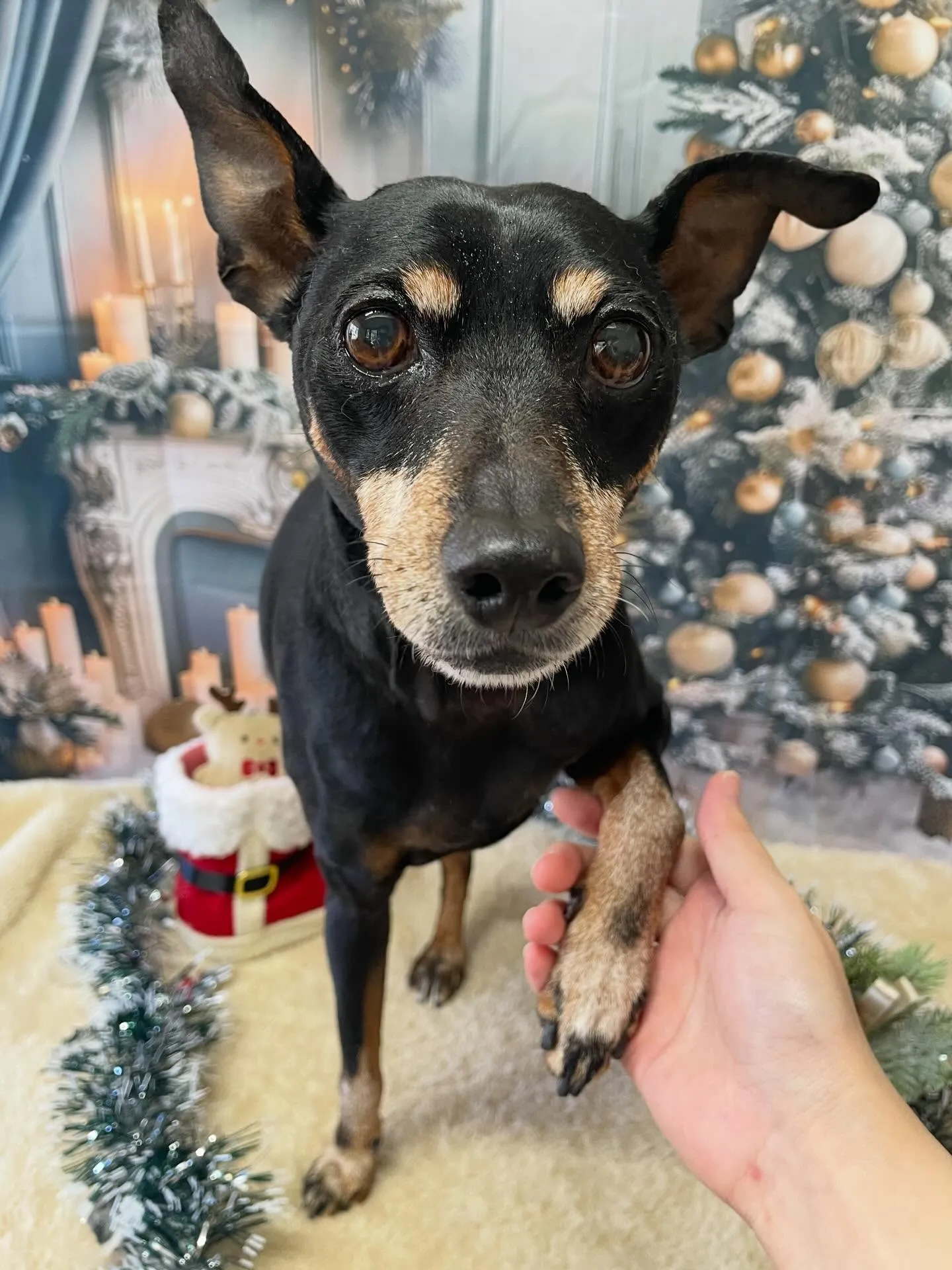 🍃今日のトリミング🍃ミニチュアピンシャー 🐶｜名東区・千種区...