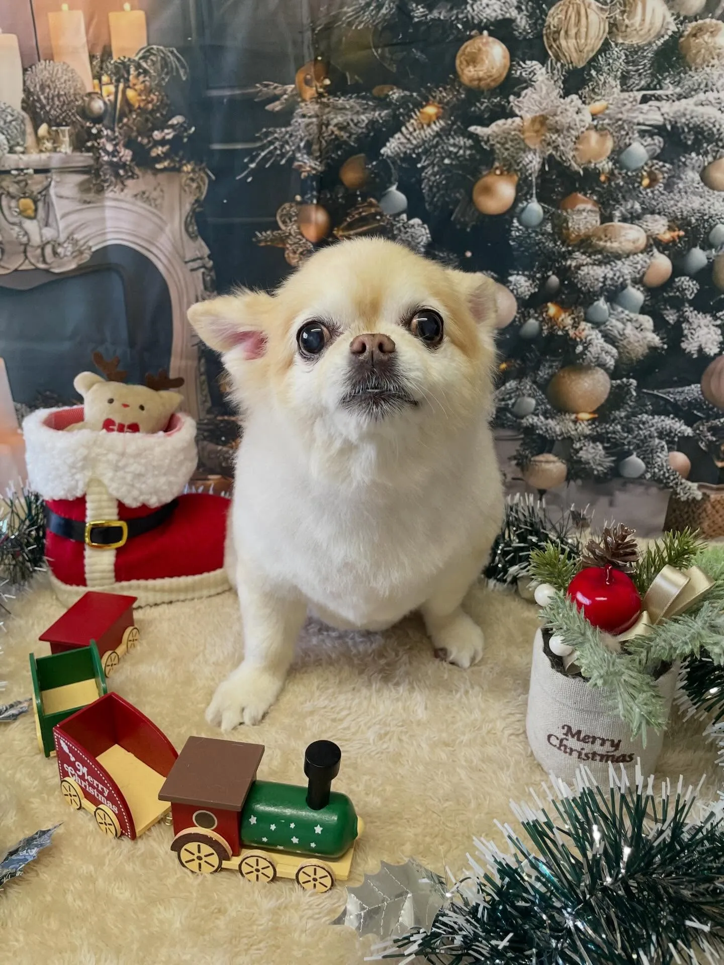 🍃今日のトリミング🍃チワワ🐶｜名東区・千種区・守山区の動物病...