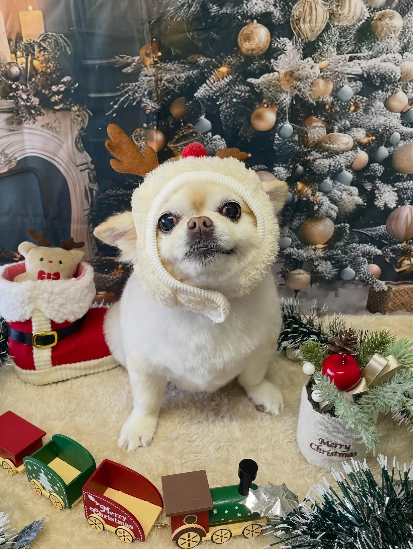 🍃今日のトリミング🍃チワワ🐶｜名東区・千種区・守山区の動物病...