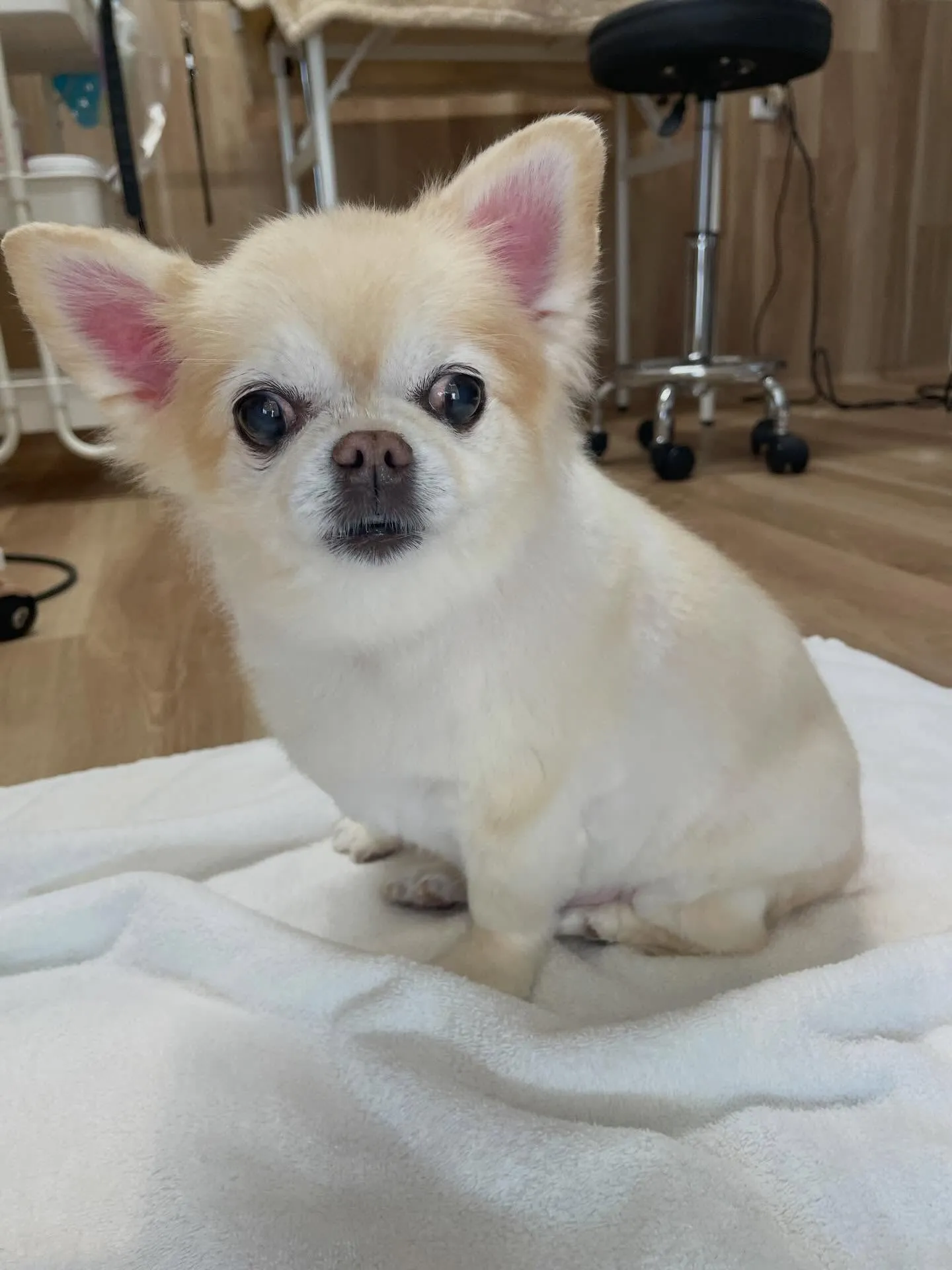 🍃今日のトリミング🍃チワワ🐶｜名東区・千種区・守山区の動物病...