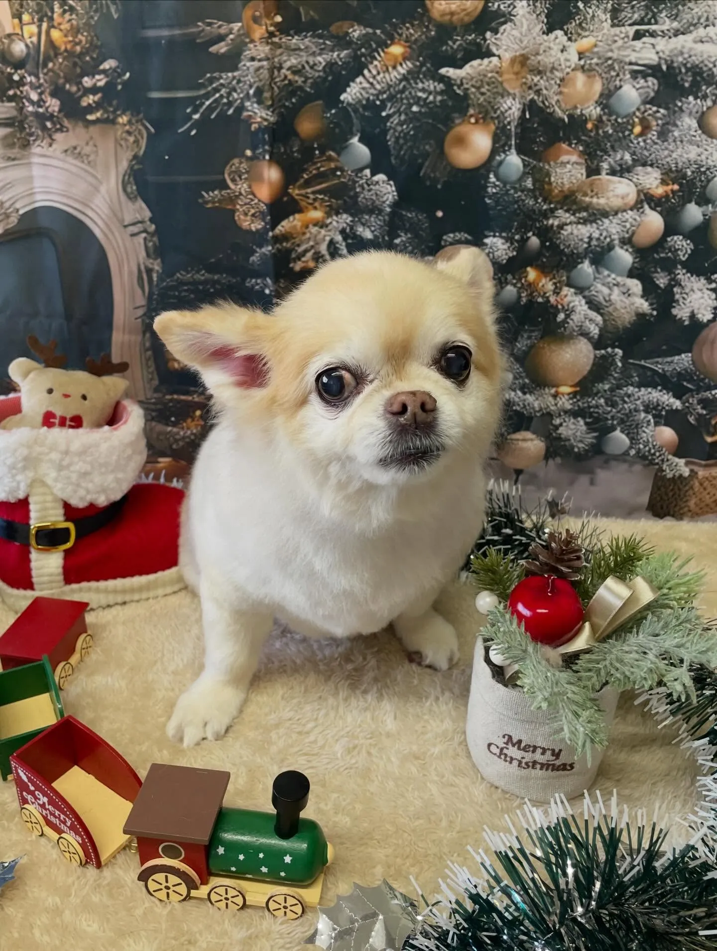🍃今日のトリミング🍃チワワ🐶｜名東区・千種区・守山区の動物病...