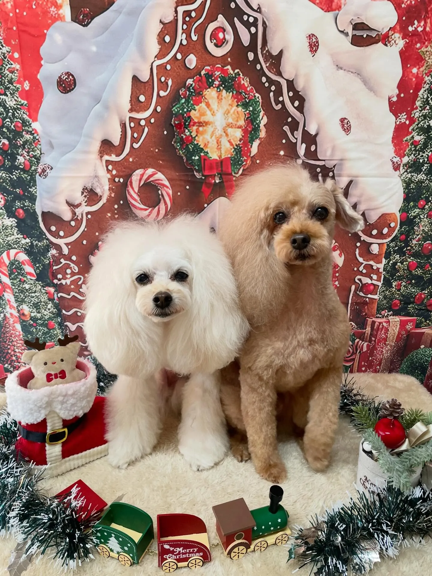 🍃今日のトリミング🍃プードル🐶｜名東区・千種区・守山区の動物...