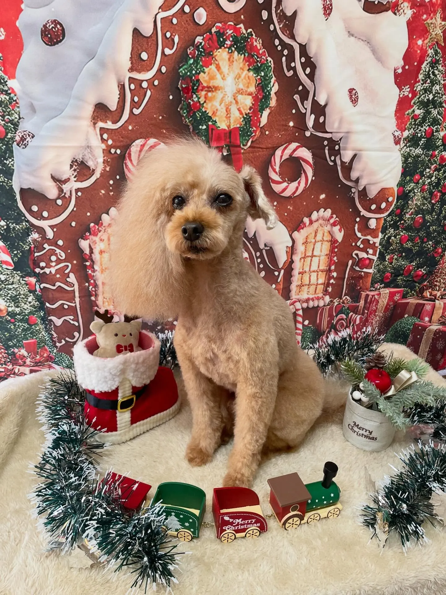 🍃今日のトリミング🍃プードル🐶｜名東区・千種区・守山区の動物...