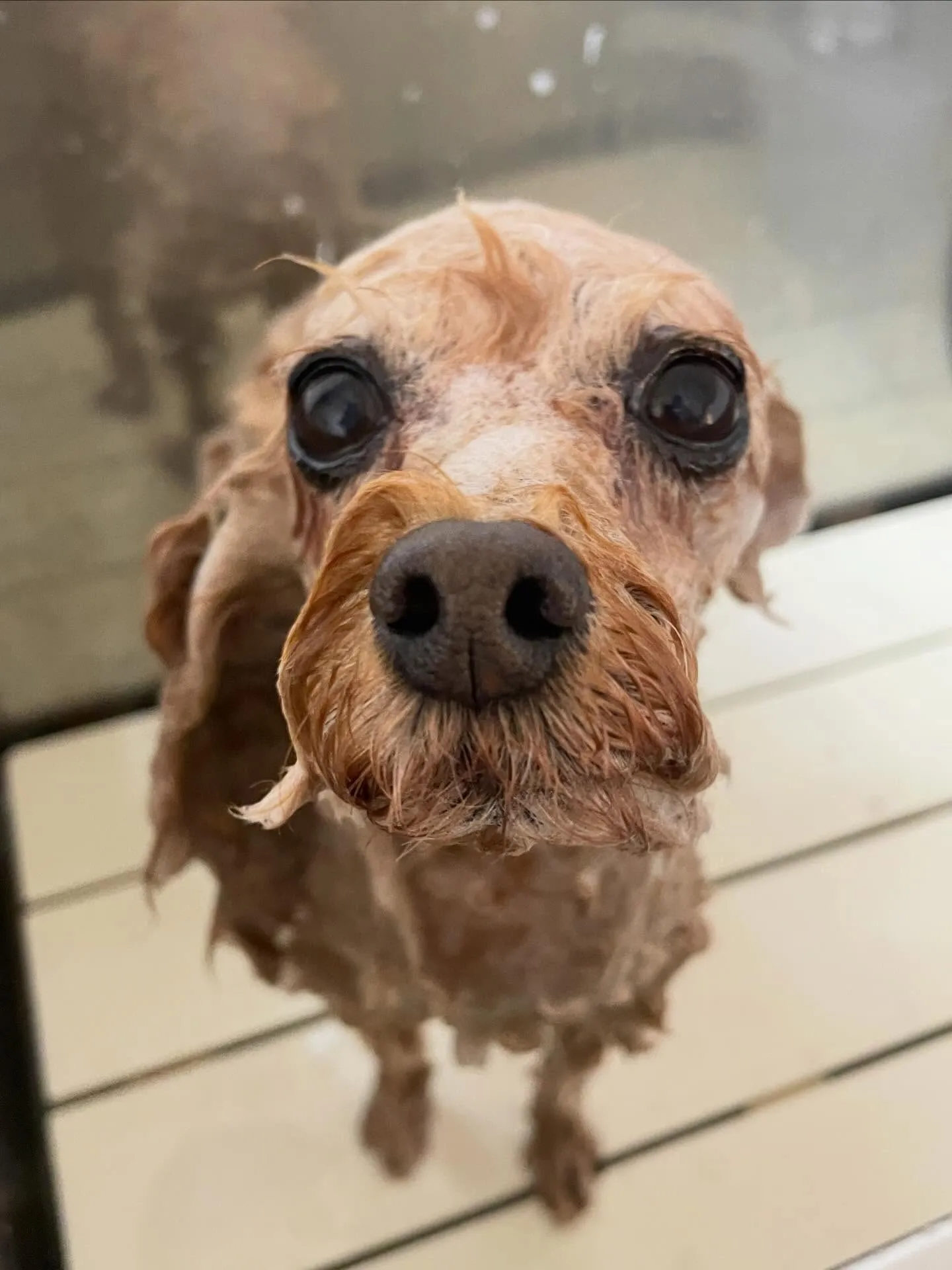 🍃今日のトリミング🍃プードル🐶｜名東区・千種区・守山区の動物...