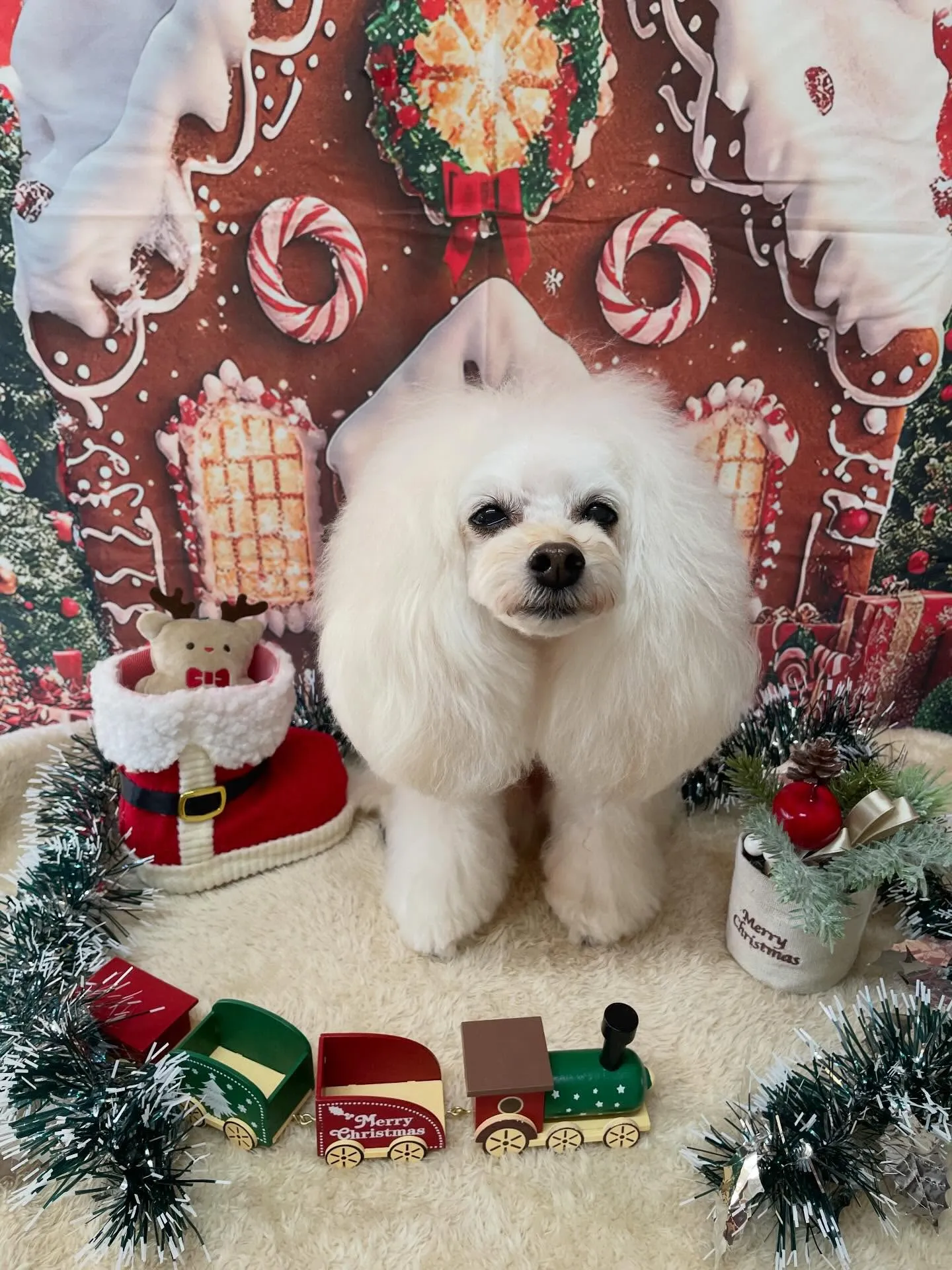 🍃今日のトリミング🍃プードル🐶｜名東区・千種区・守山区の動物...