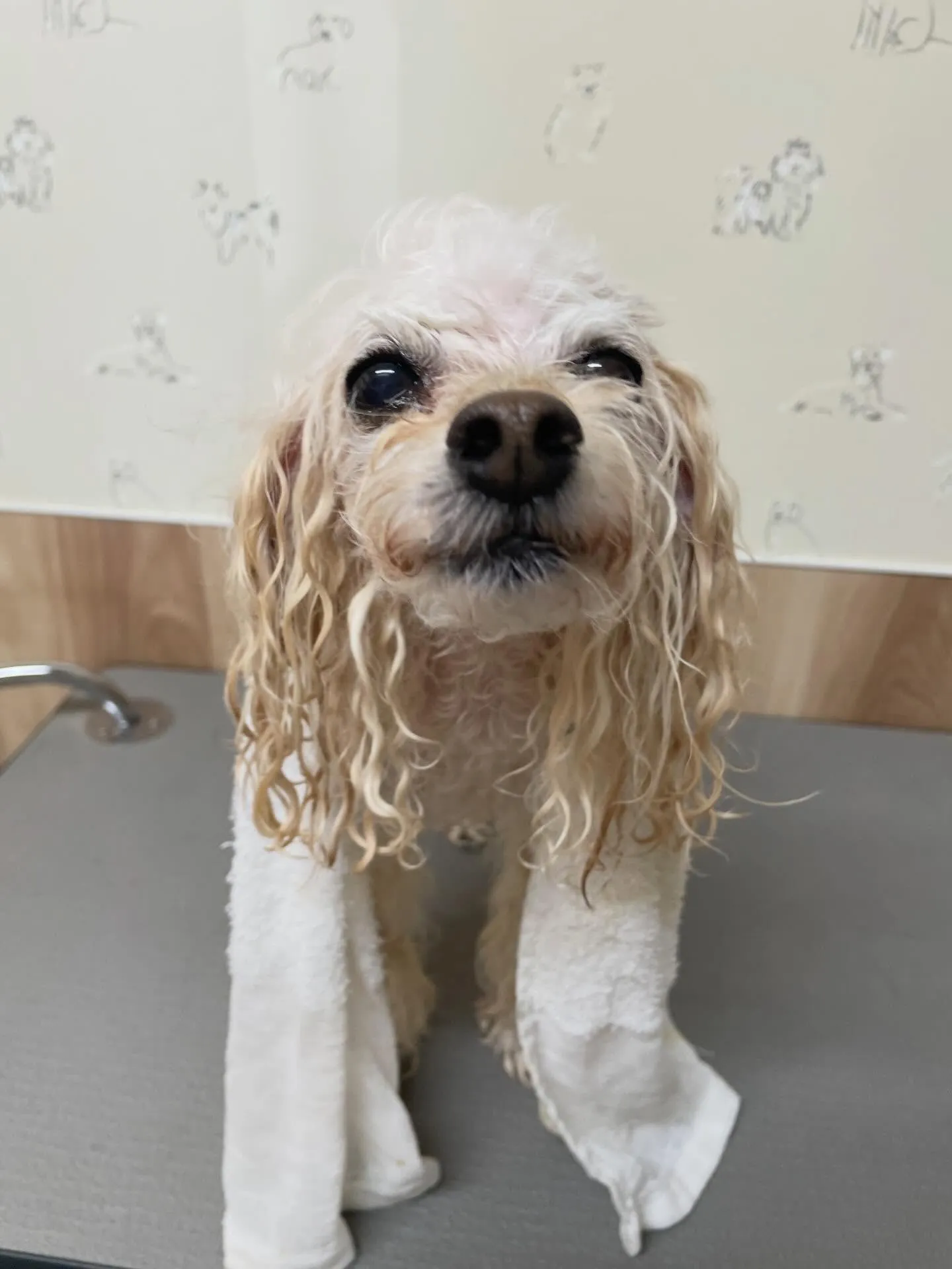 🍃今日のトリミング🍃プードル🐶｜名東区・千種区・守山区の動物...