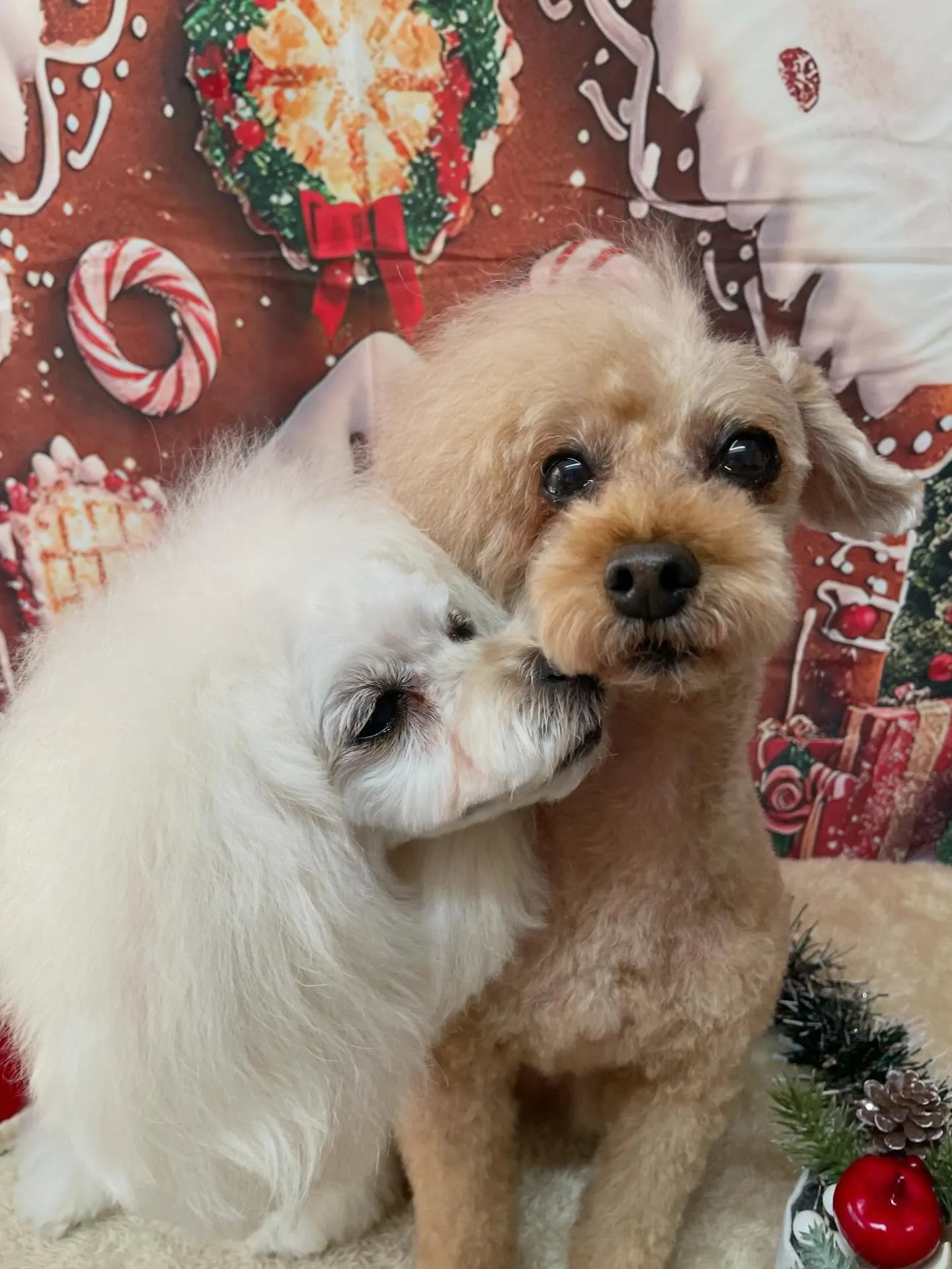 🍃今日のトリミング🍃プードル🐶｜名東区・千種区・守山区の動物...