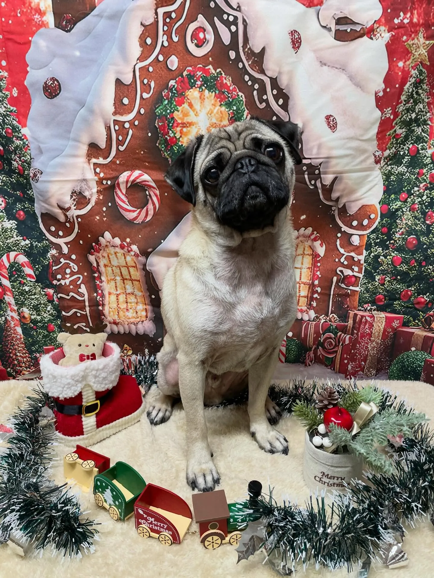 🍃今日のトリミング🍃パグ🐶｜名東区・千種区・守山区の動物病院...