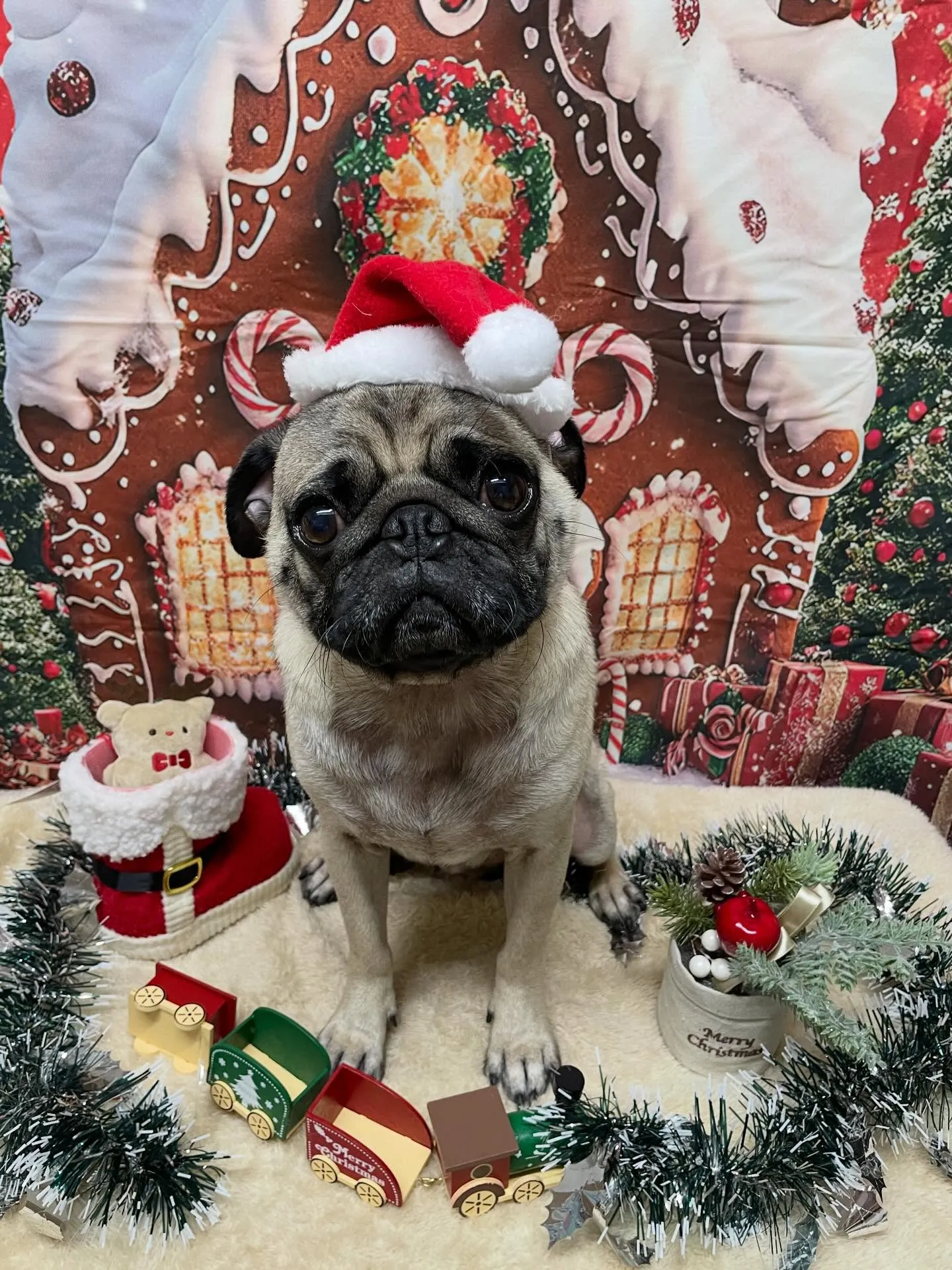 🍃今日のトリミング🍃パグ🐶｜名東区・千種区・守山区の動物病院...