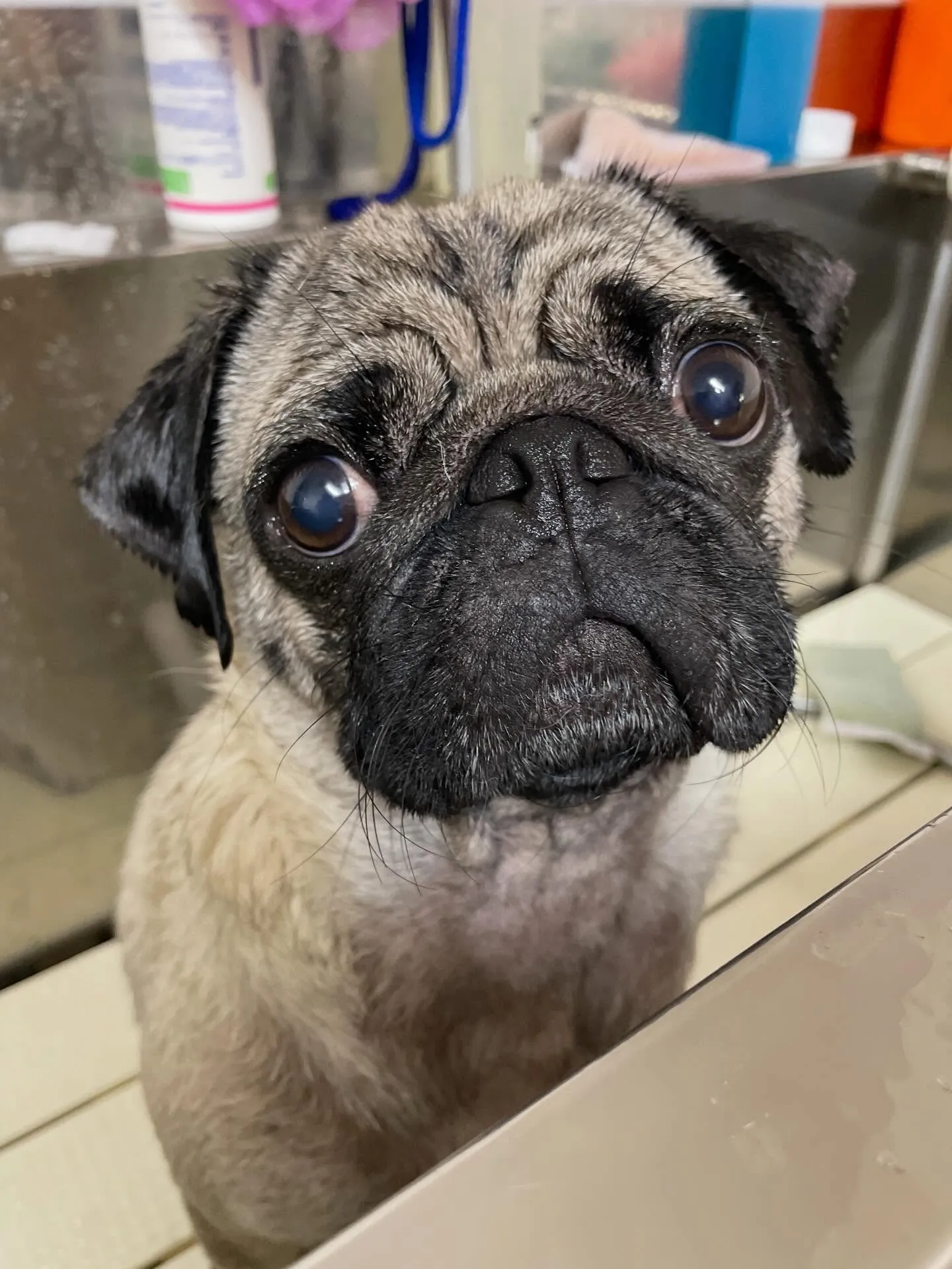 🍃今日のトリミング🍃パグ🐶｜名東区・千種区・守山区の動物病院...