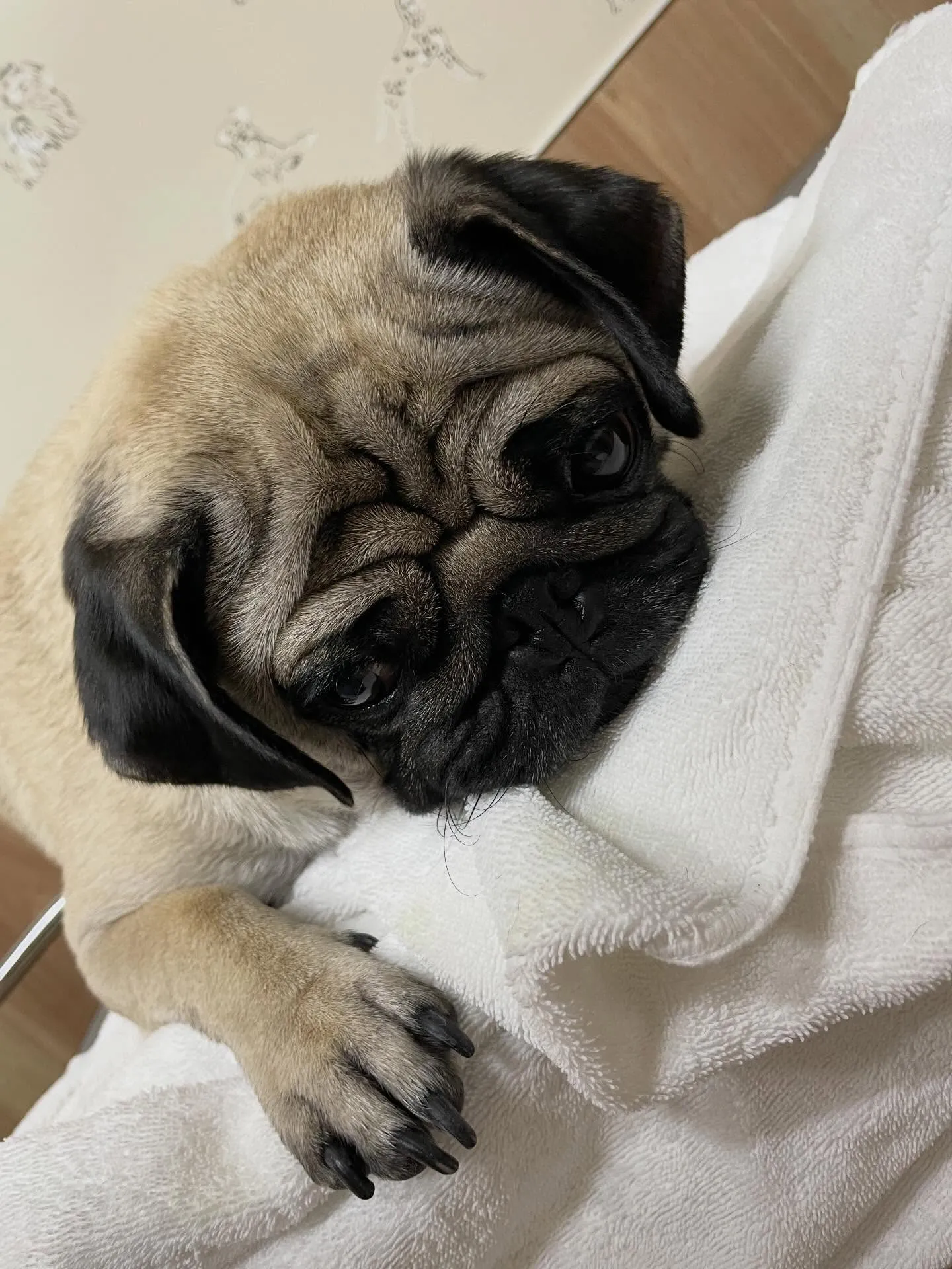 🍃今日のトリミング🍃パグ🐶｜名東区・千種区・守山区の動物病院...
