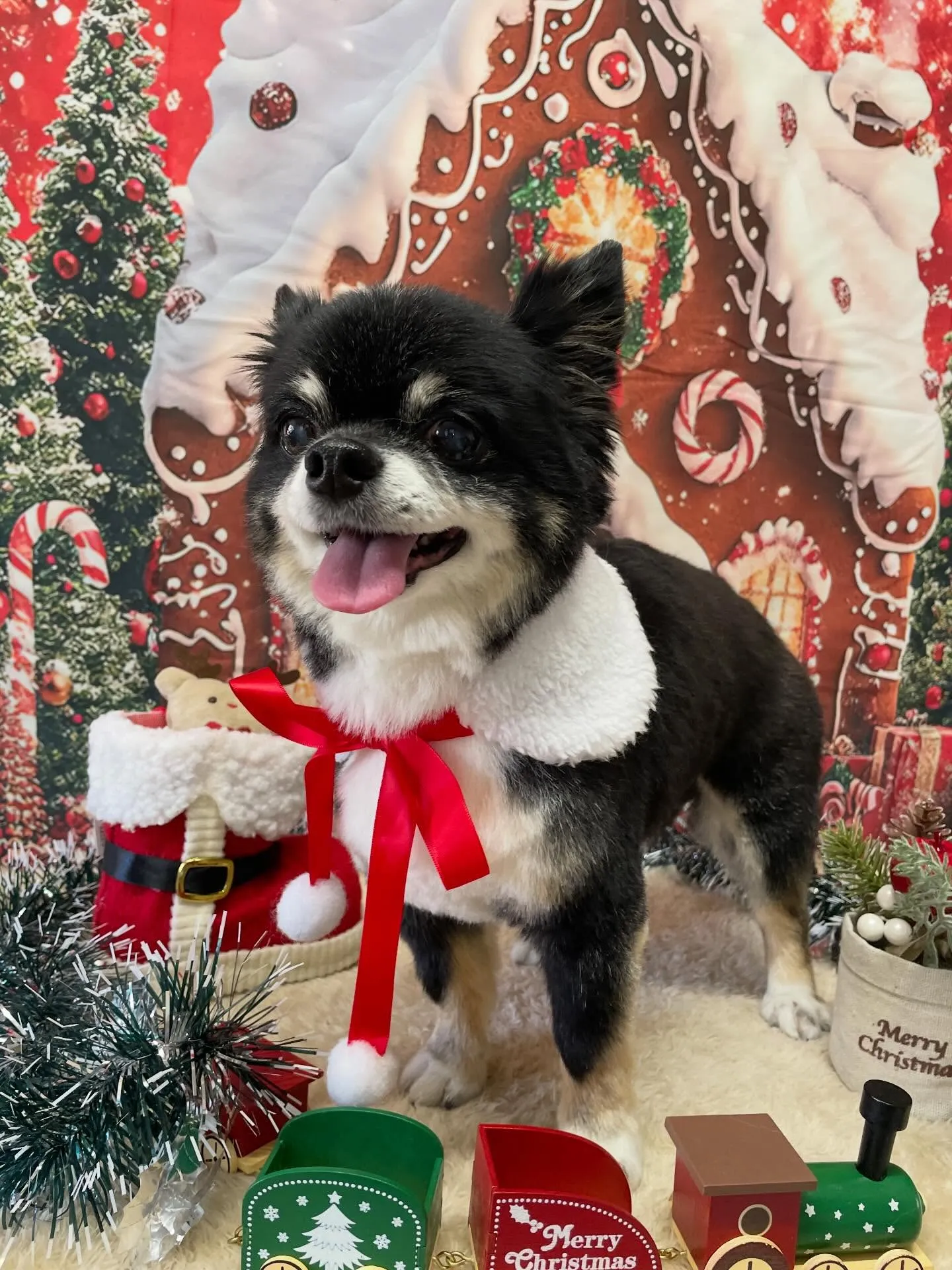 🍃今日のトリミング🍃チワワ🐶｜名東区・千種区・守山区の動物病...