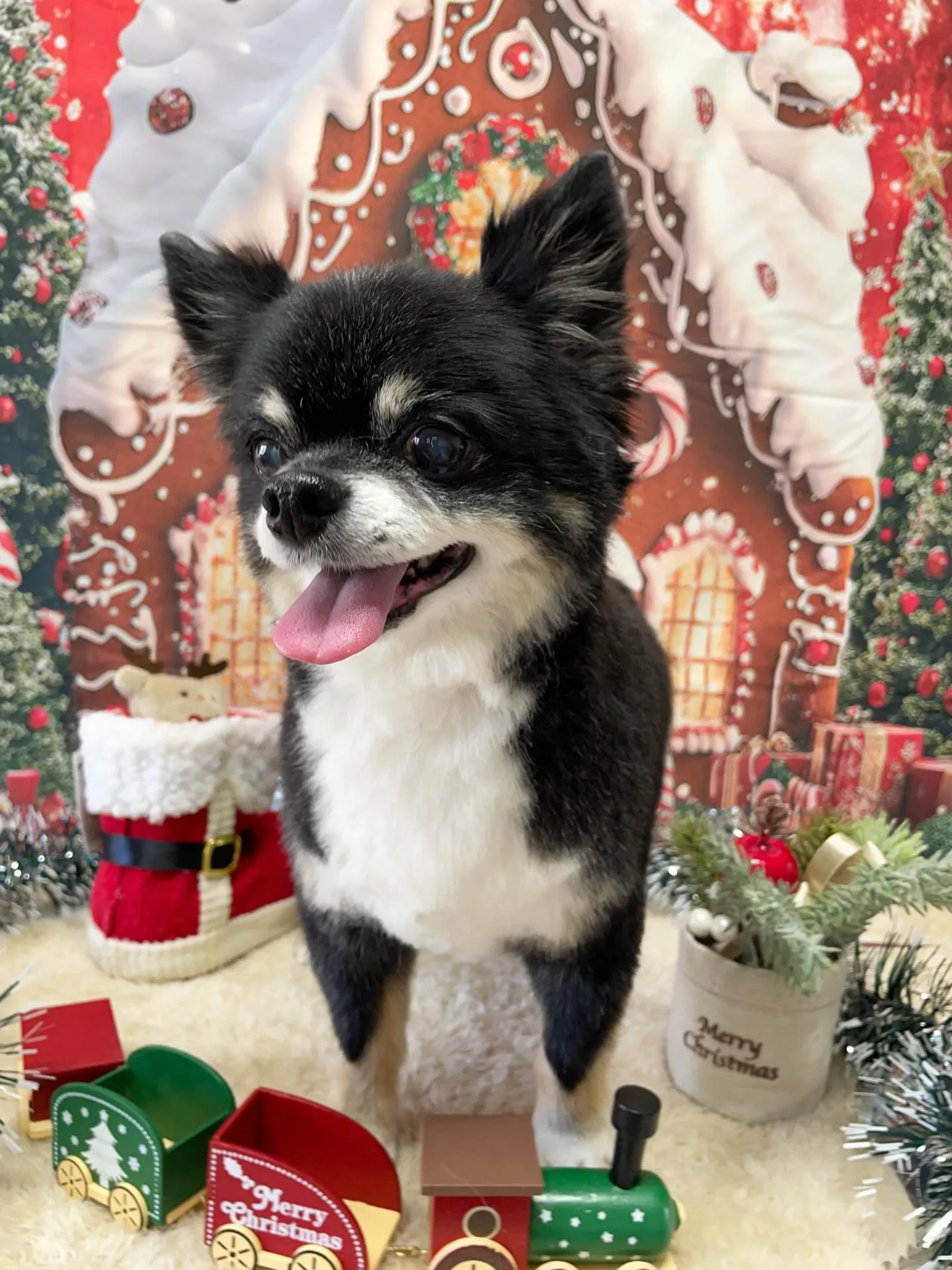 🍃今日のトリミング🍃チワワ🐶｜名東区・千種区・守山区の動物病...