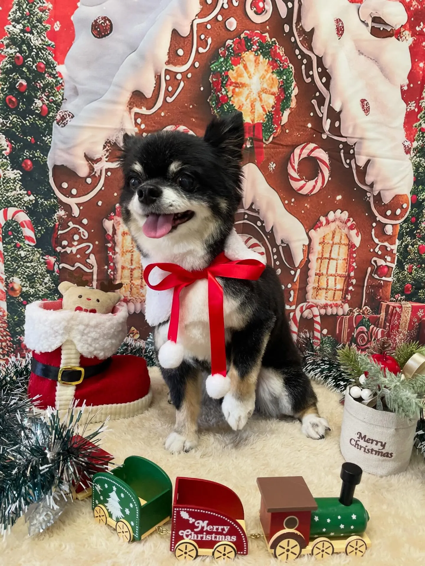 🍃今日のトリミング🍃チワワ🐶｜名東区・千種区・守山区の動物病...