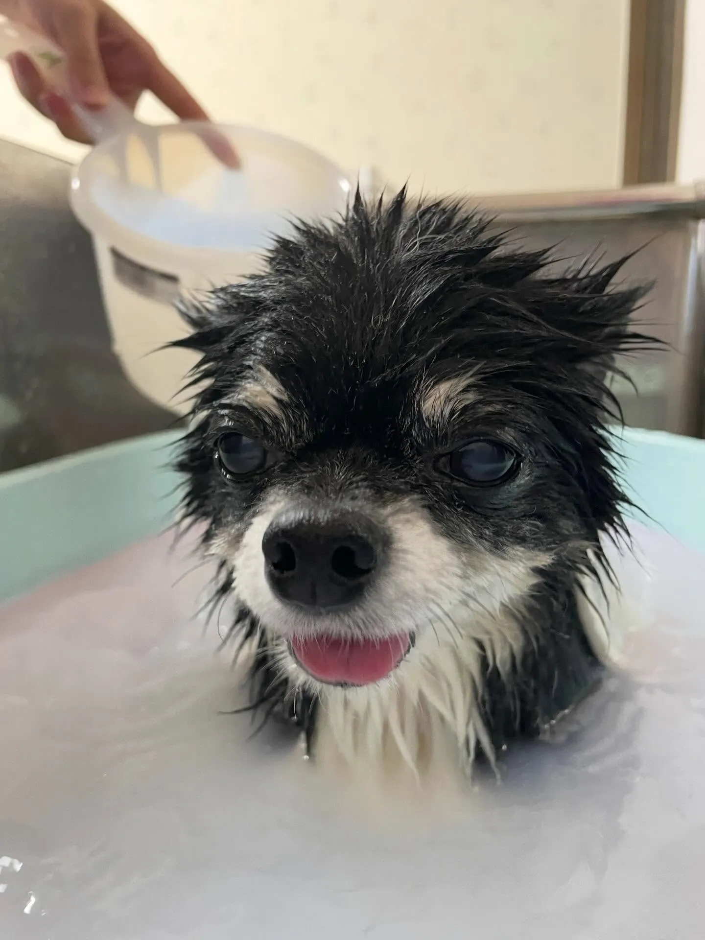 🍃今日のトリミング🍃チワワ🐶｜名東区・千種区・守山区の動物病...