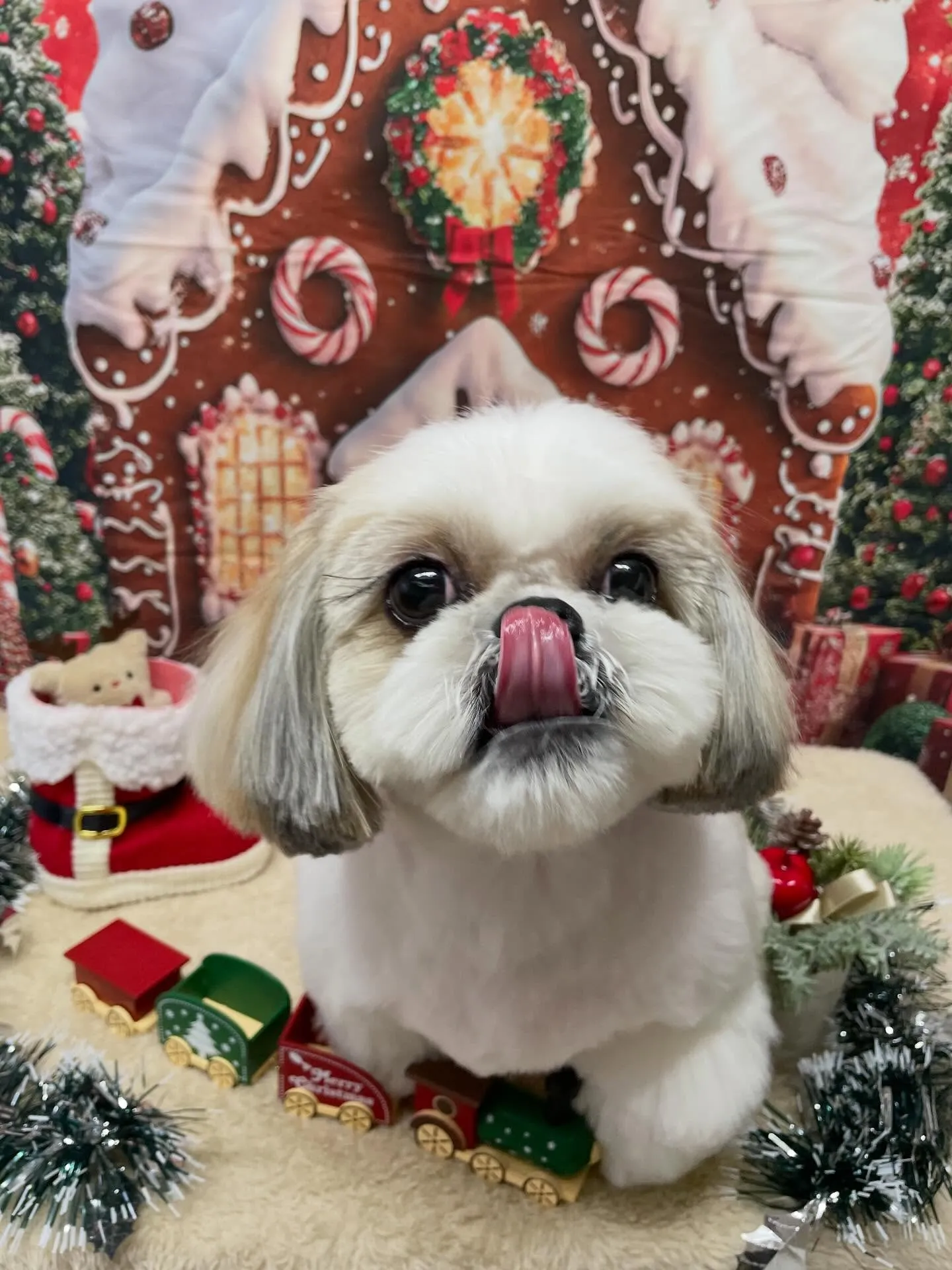 🍃今日のトリミング🍃シーズー🐶｜名東区・千種区・守山区の動物...