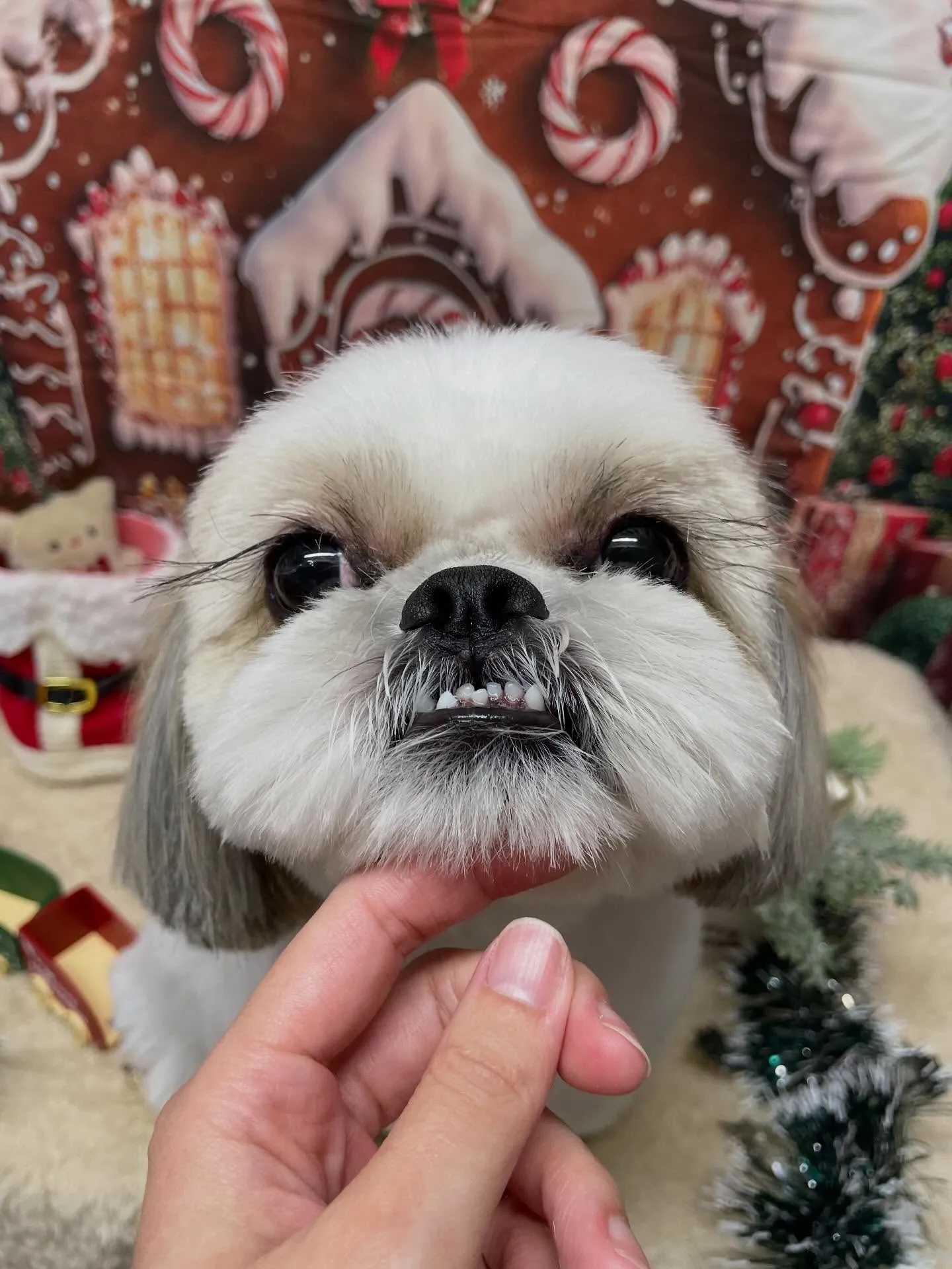 🍃今日のトリミング🍃シーズー🐶｜名東区・千種区・守山区の動物...