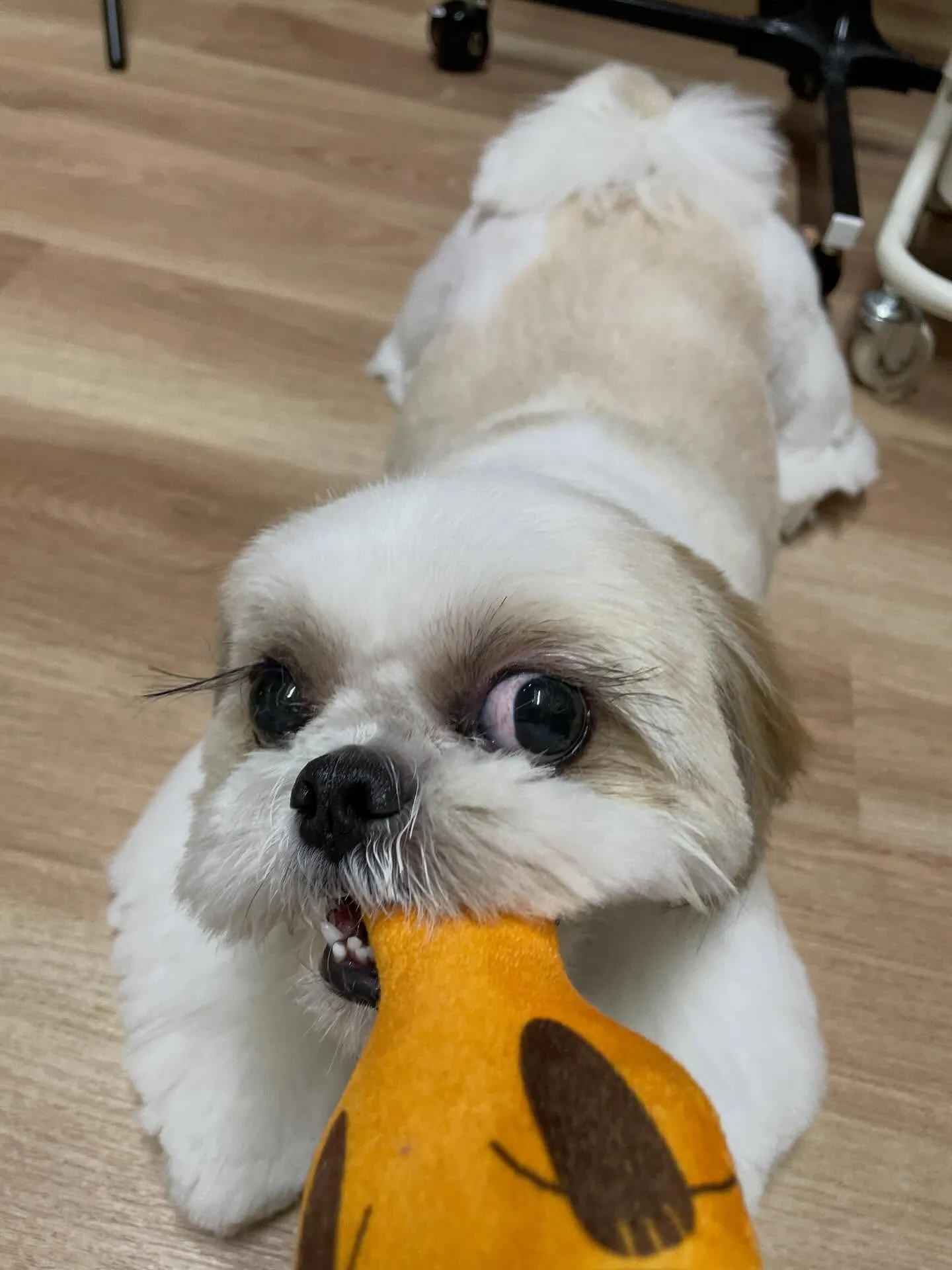 🍃今日のトリミング🍃シーズー🐶｜名東区・千種区・守山区の動物...