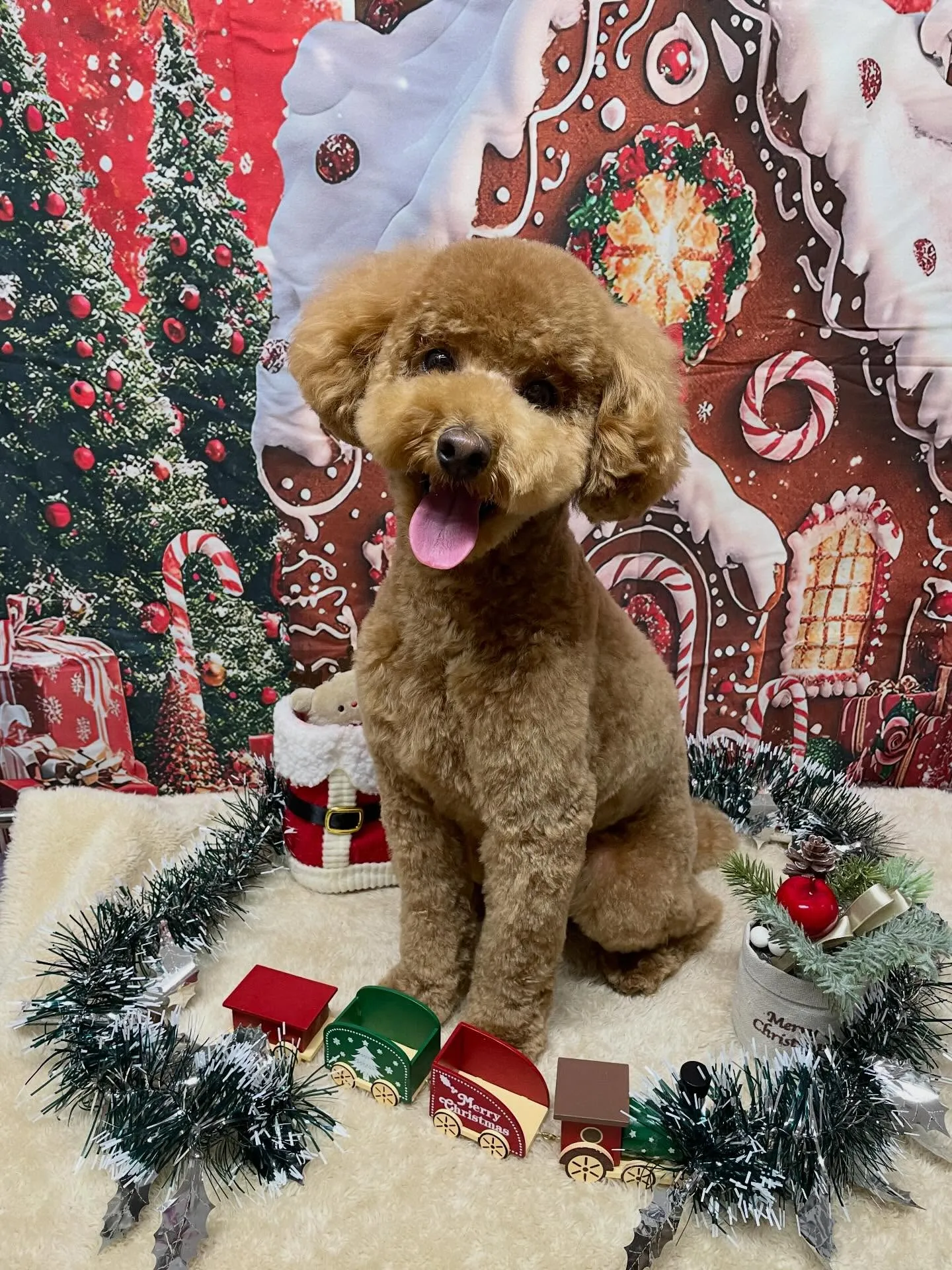 🍃今日のトリミング🍃プードル🐶｜名東区・千種区・守山区の動物...
