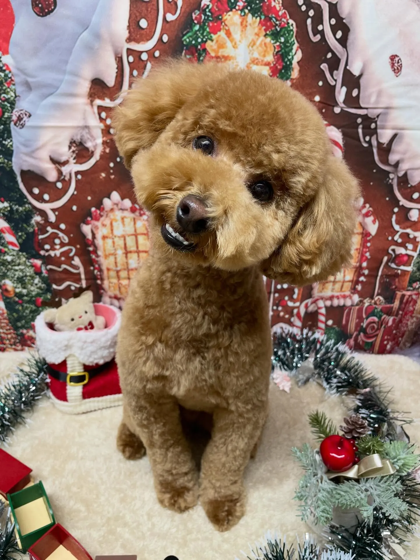 🍃今日のトリミング🍃プードル🐶｜名東区・千種区・守山区の動物...