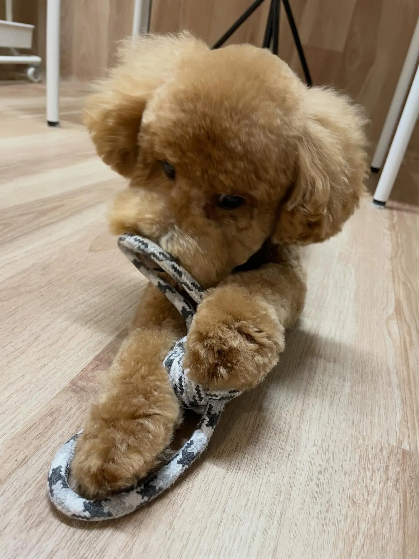 🍃今日のトリミング🍃プードル🐶｜名東区・千種区・守山区の動物...