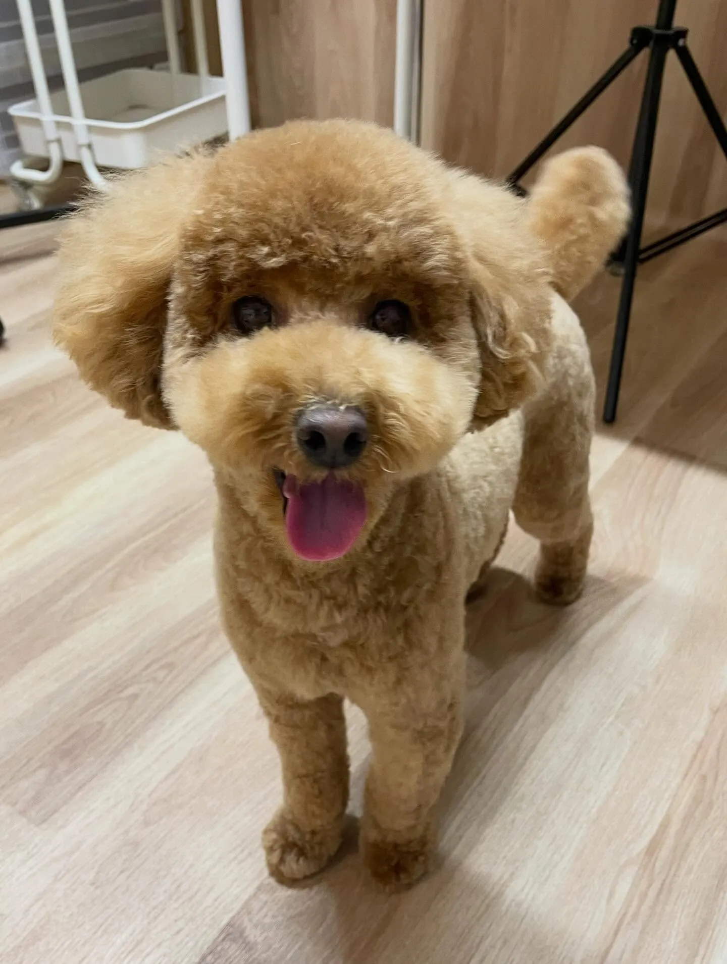 🍃今日のトリミング🍃プードル🐶｜名東区・千種区・守山区の動物...