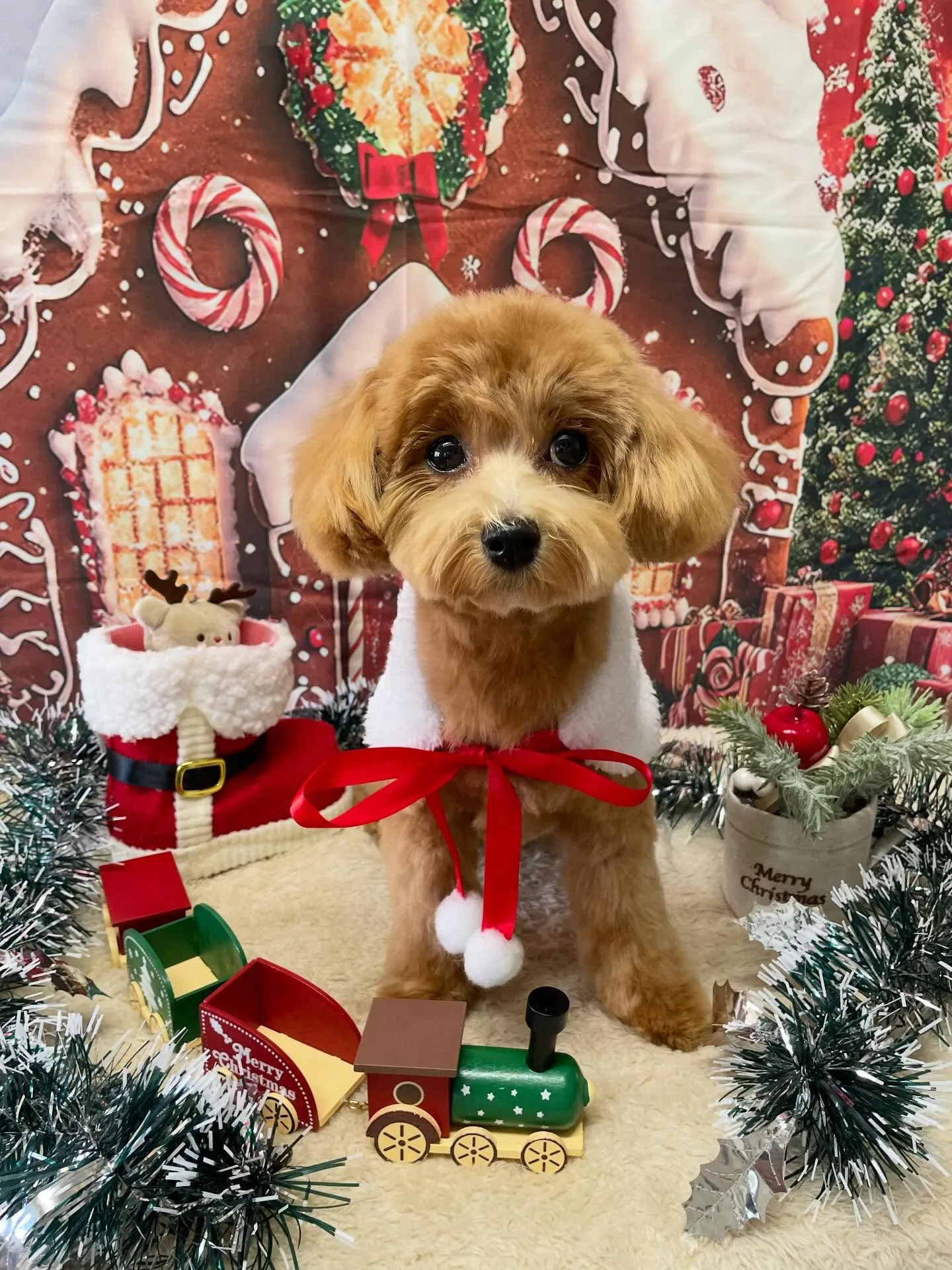 🍃今日のトリミング🍃ミックス犬🐶｜名東区・千種区・守山区の動...