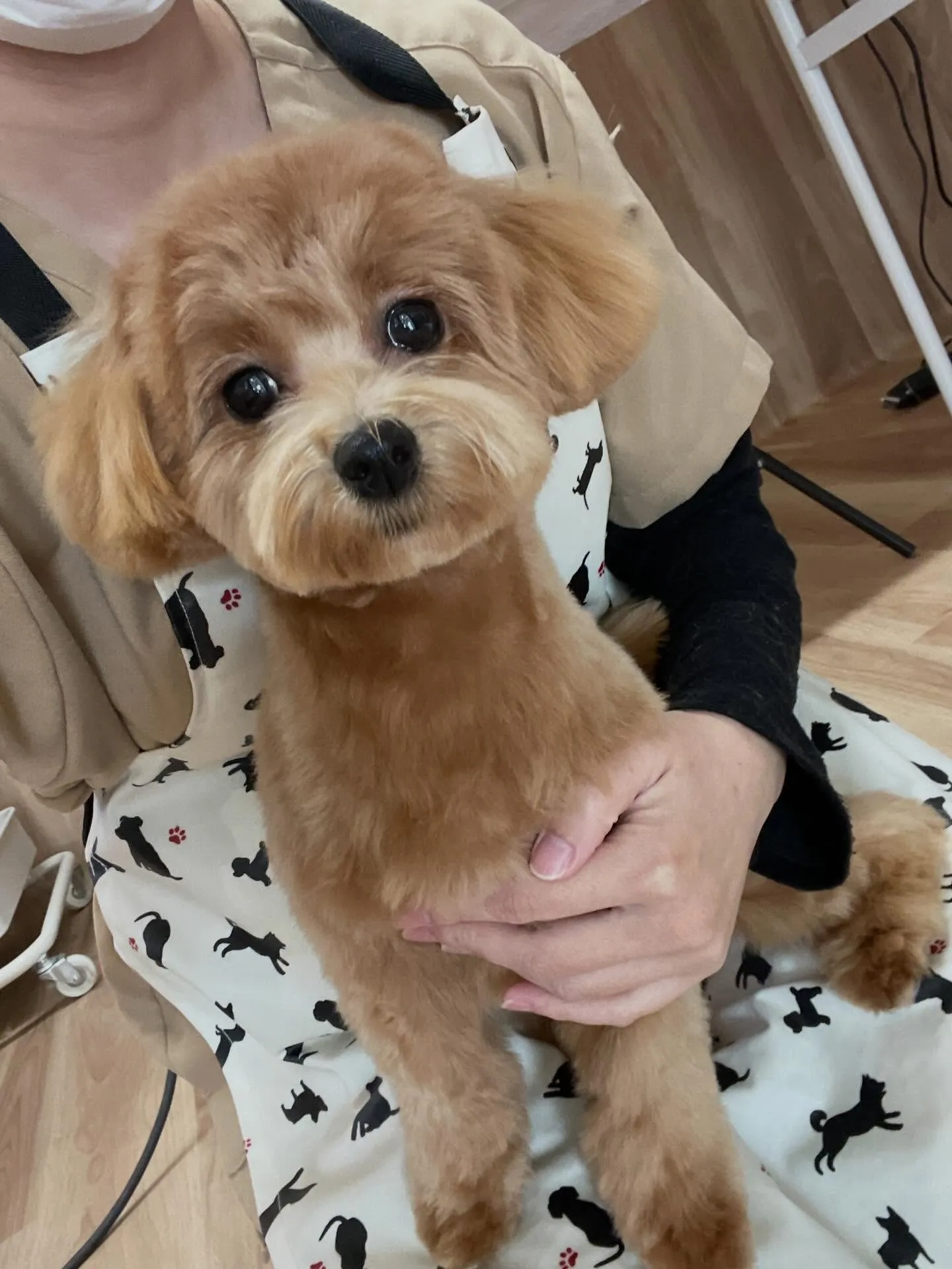 🍃今日のトリミング🍃ミックス犬🐶｜名東区・千種区・守山区の動...