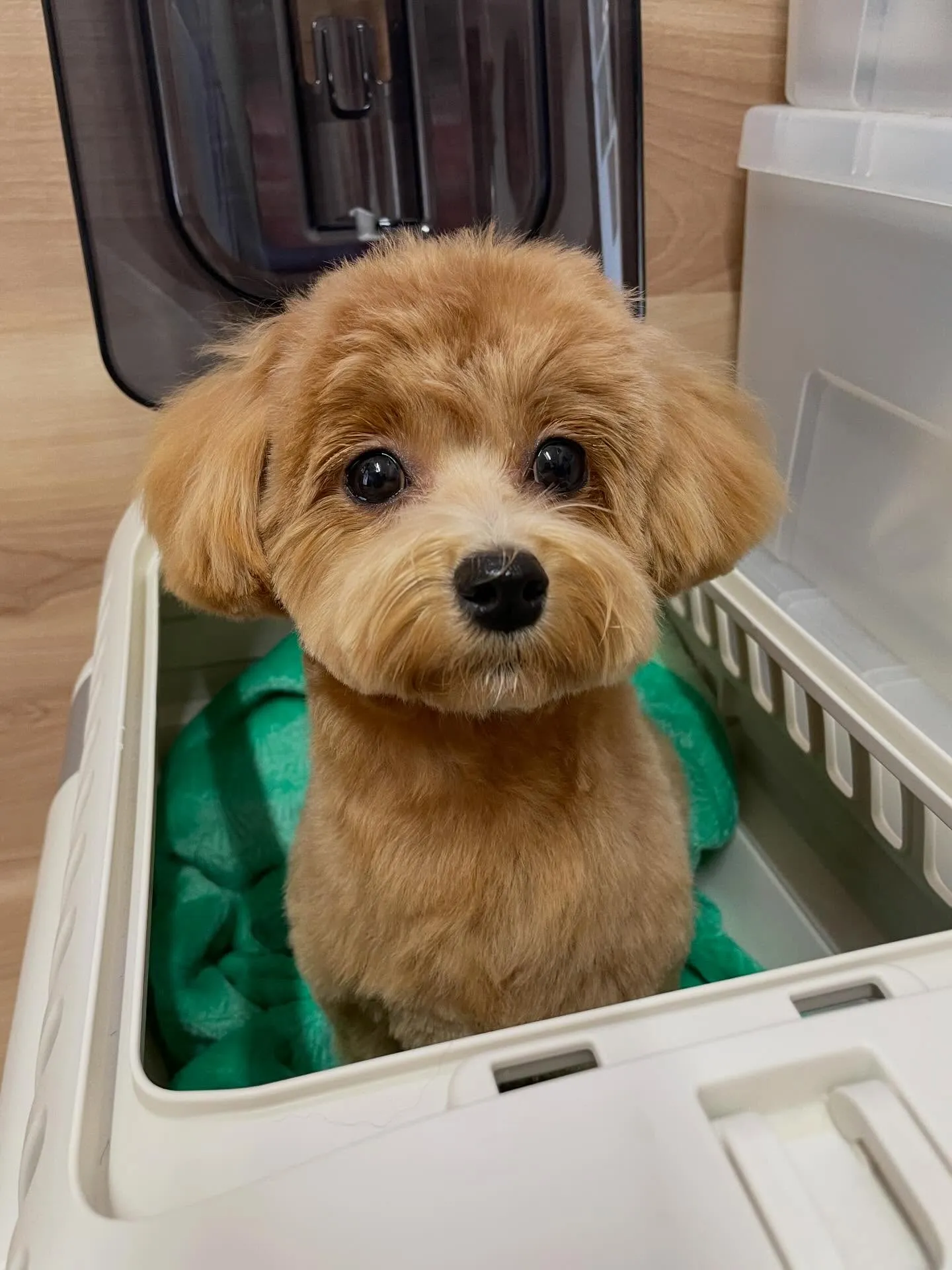 🍃今日のトリミング🍃ミックス犬🐶｜名東区・千種区・守山区の動...