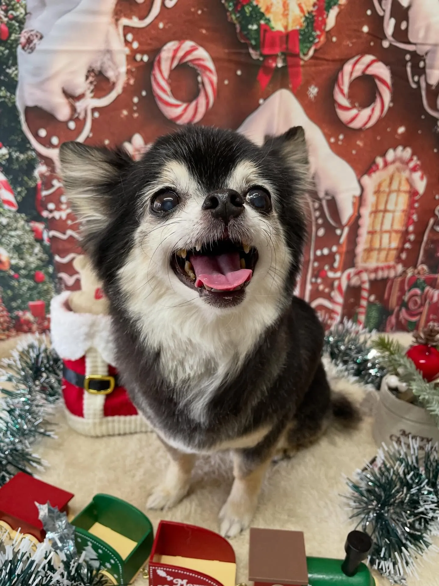 🍃今日のトリミング🍃チワワ🐶｜名東区・千種区・守山区の動物病...