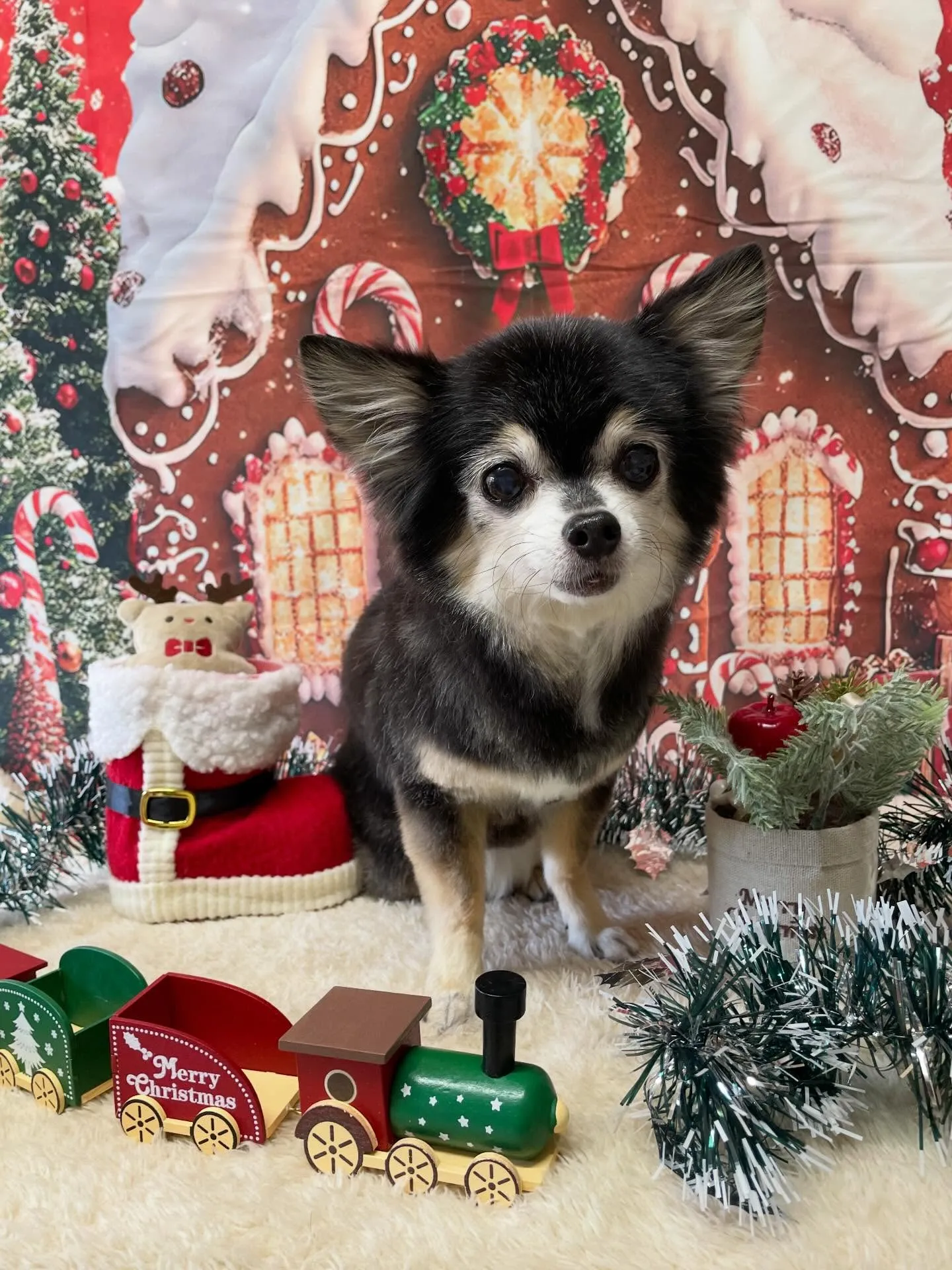 🍃今日のトリミング🍃チワワ🐶｜名東区・千種区・守山区の動物病...