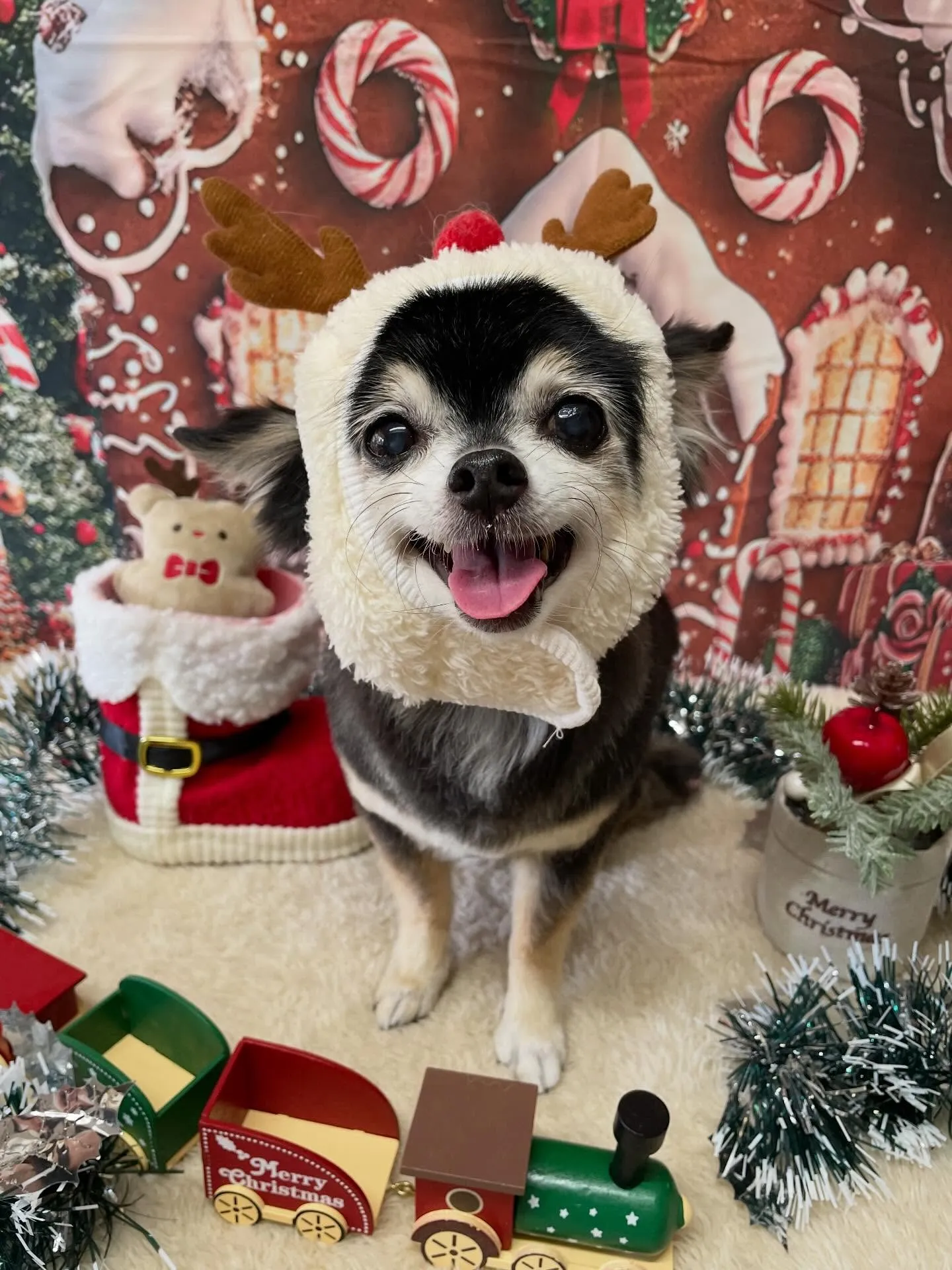 🍃今日のトリミング🍃チワワ🐶｜名東区・千種区・守山区の動物病...