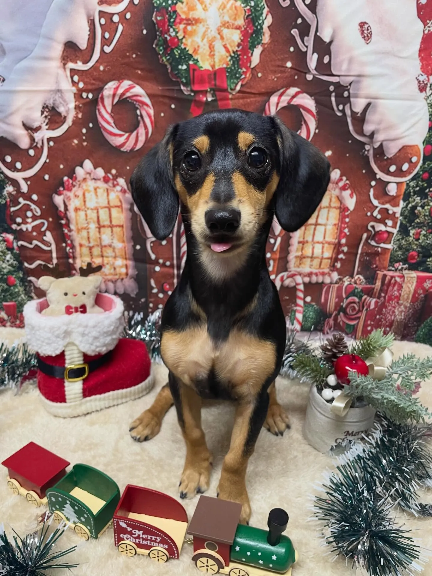 🍃今日のトリミング🍃ミックス犬🐶｜名東区・千種区・守山区の動...