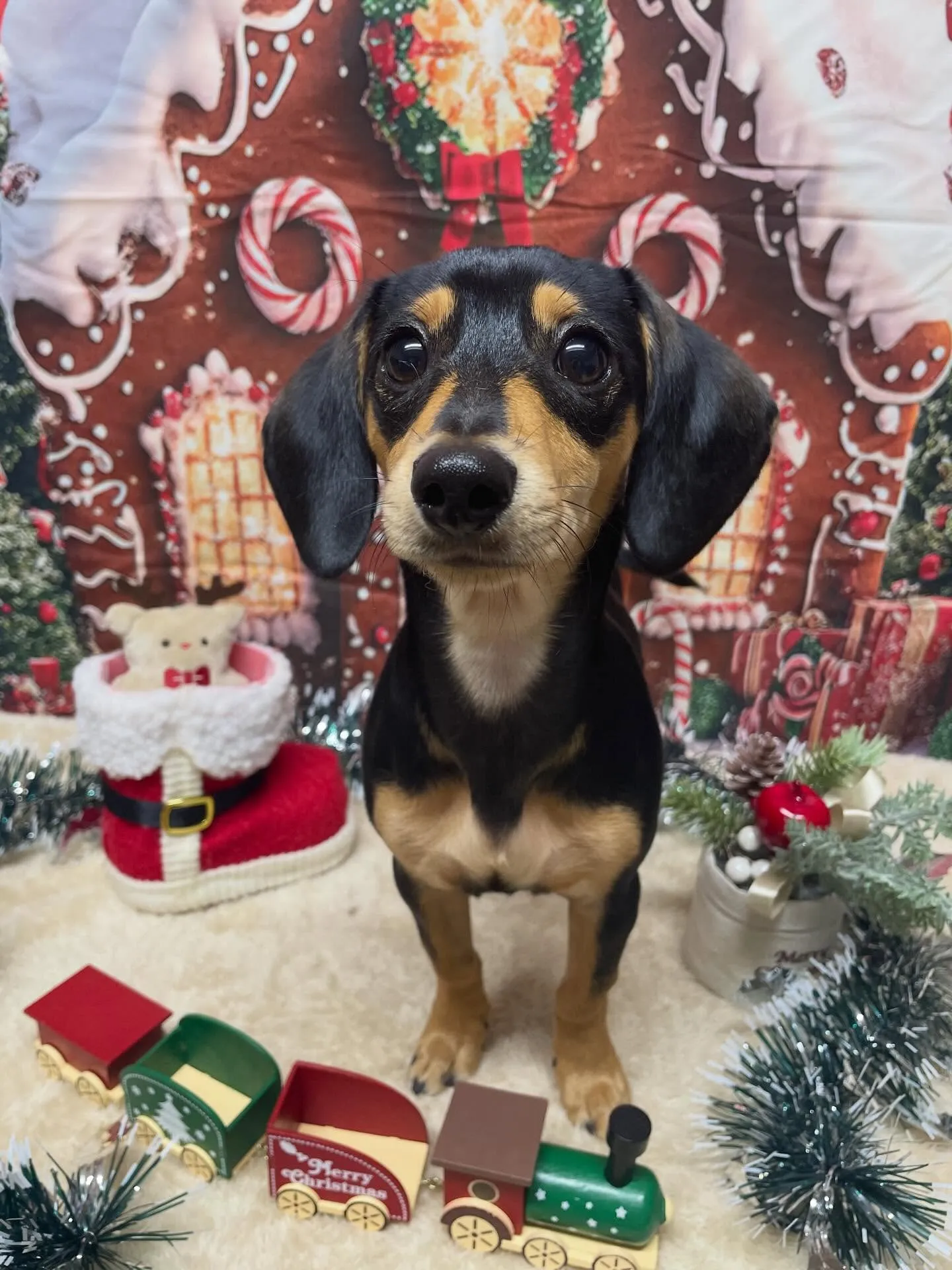 🍃今日のトリミング🍃ミックス犬🐶｜名東区・千種区・守山区の動...