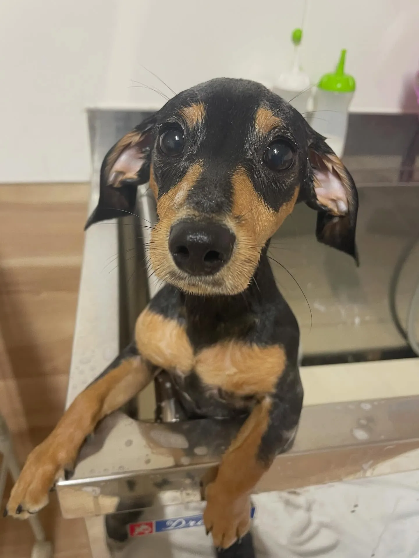 🍃今日のトリミング🍃ミックス犬🐶｜名東区・千種区・守山区の動...