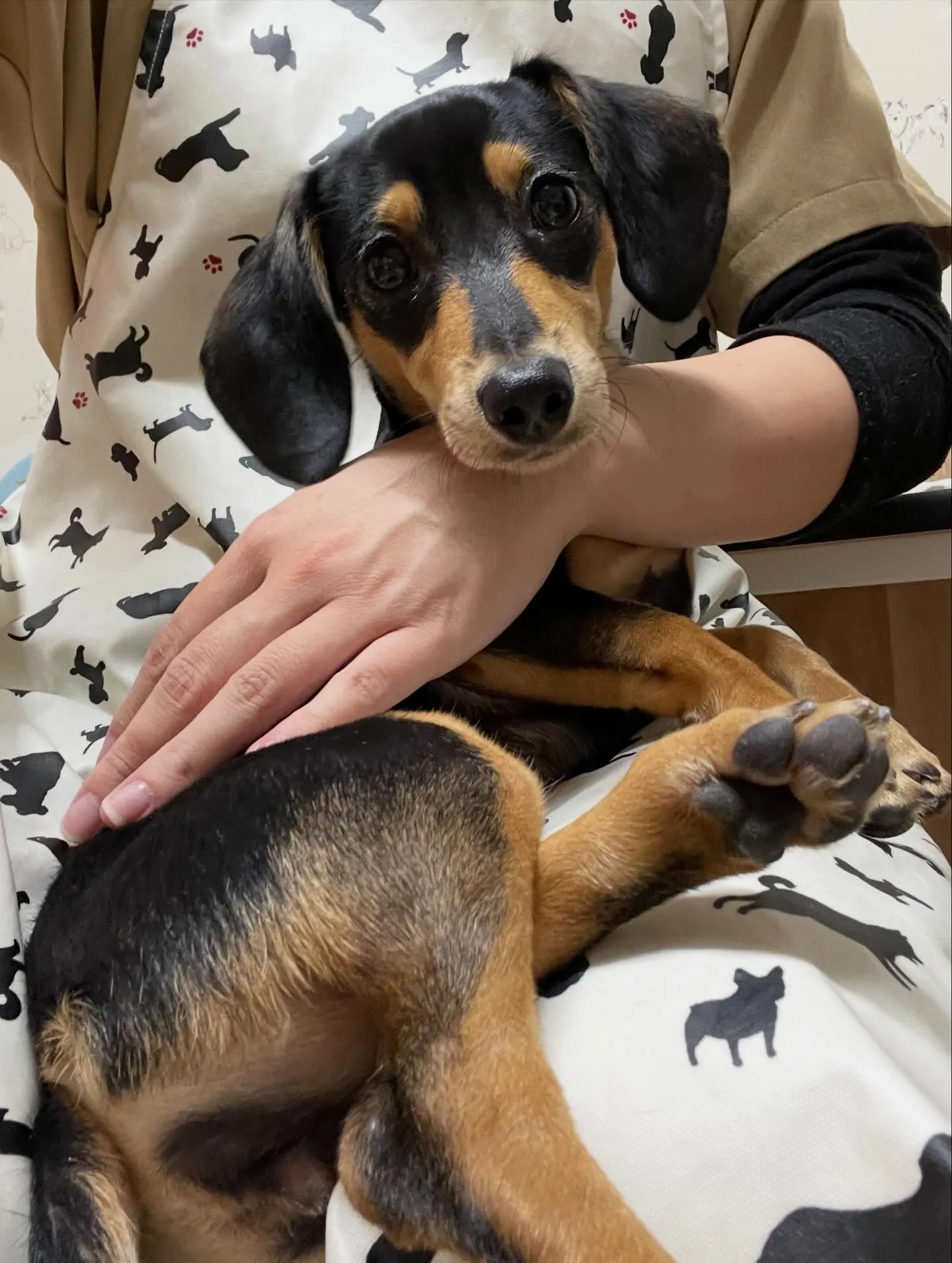 🍃今日のトリミング🍃ミックス犬🐶｜名東区・千種区・守山区の動...