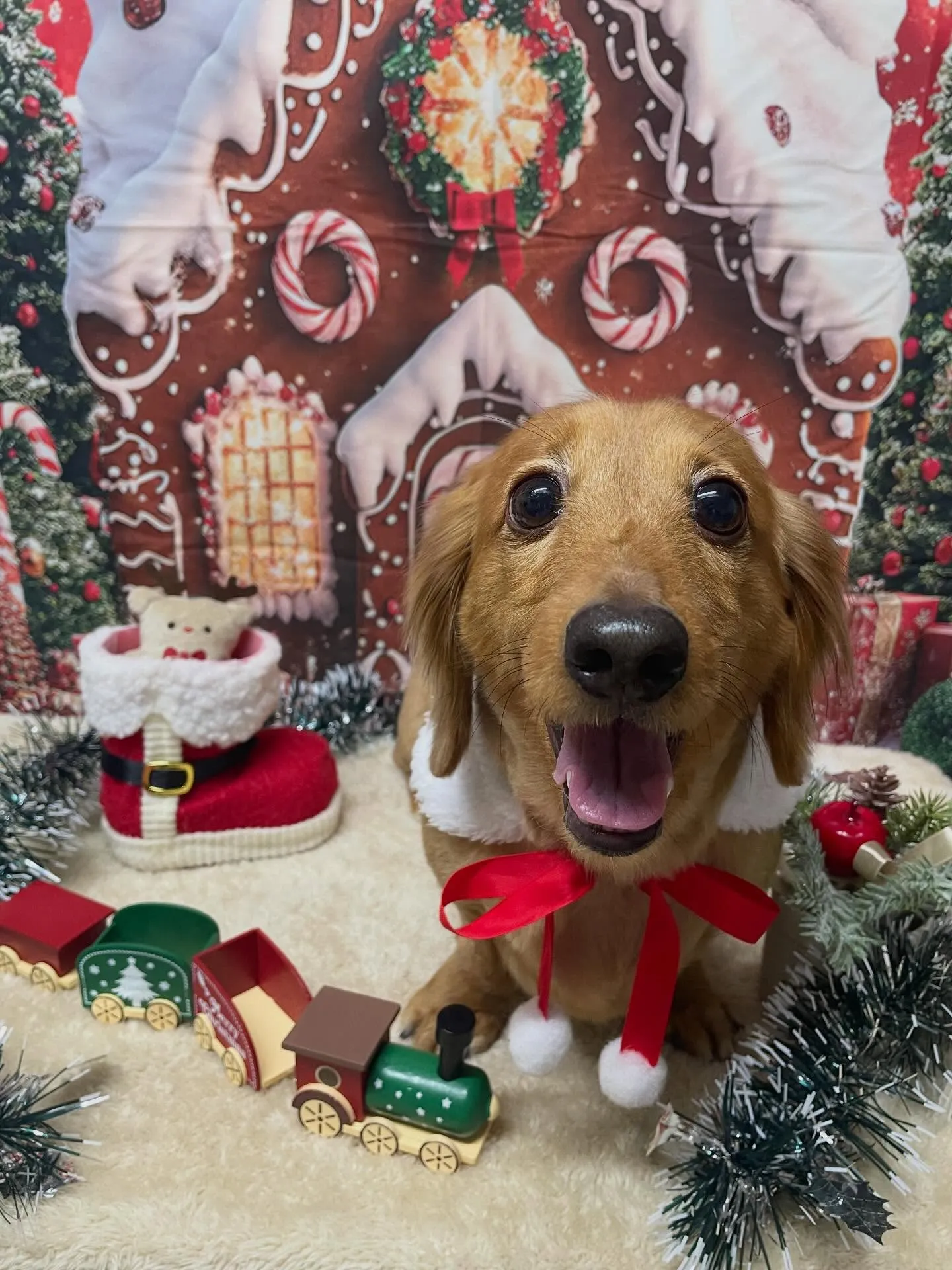 🍃今日のトリミング🍃ダックス🐶｜名東区・千種区・守山区の動物...