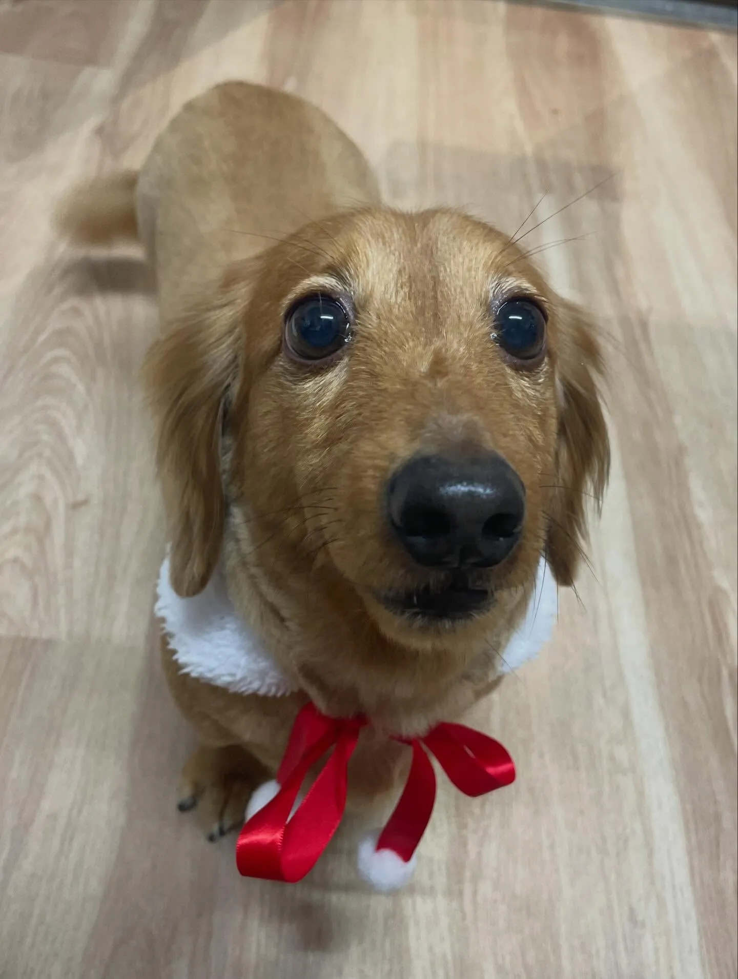 🍃今日のトリミング🍃ダックス🐶｜名東区・千種区・守山区の動物...