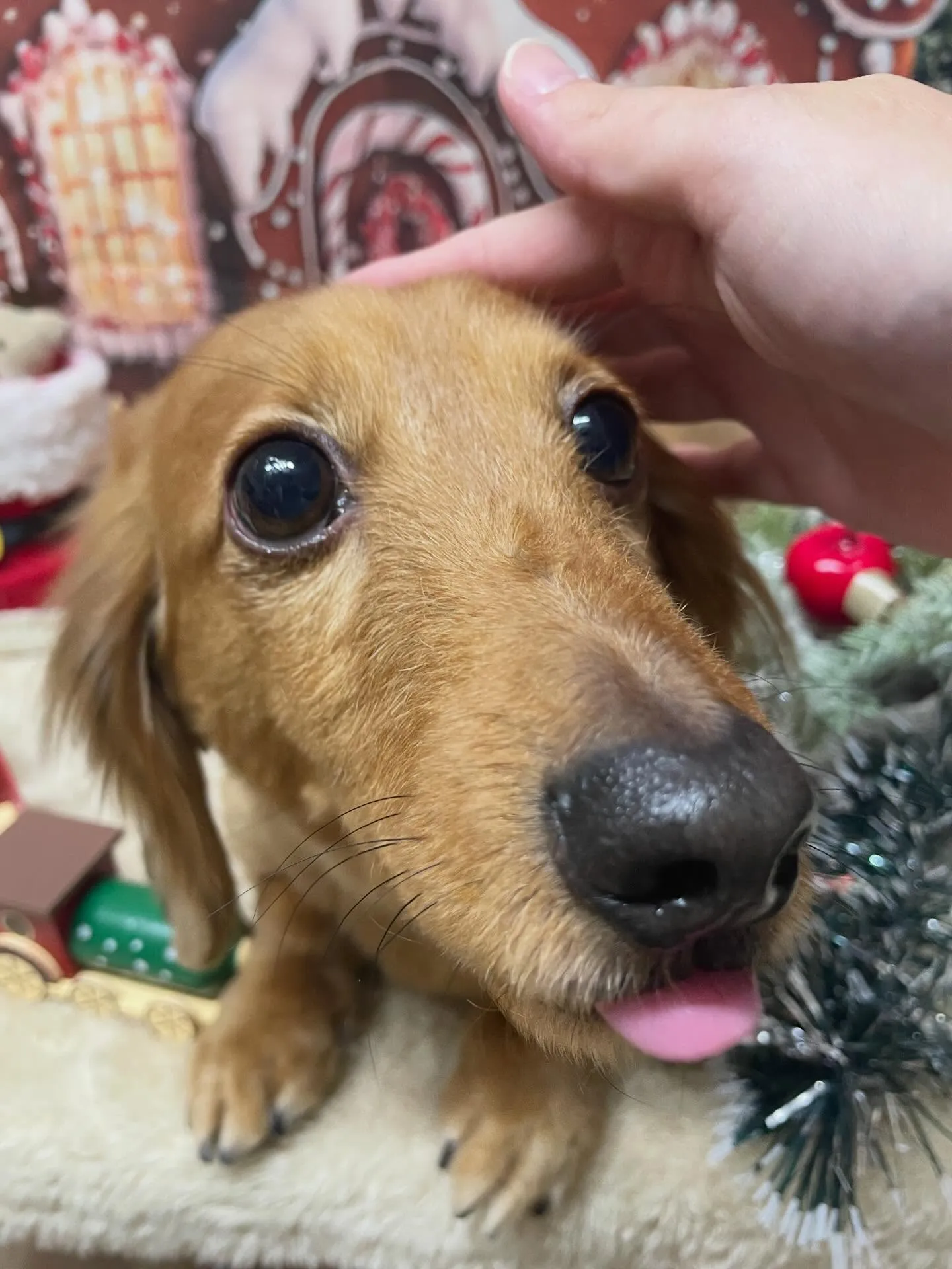 🍃今日のトリミング🍃ダックス🐶｜名東区・千種区・守山区の動物...