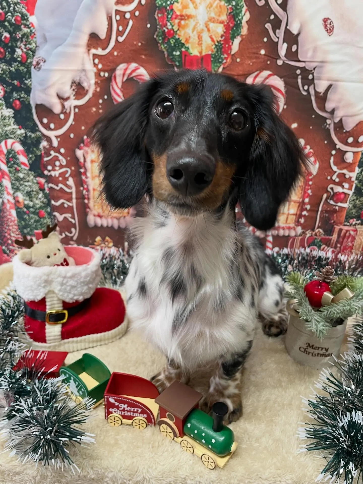 🍃今日のトリミング🍃ダックス🐶｜名東区・千種区・守山区の動物...